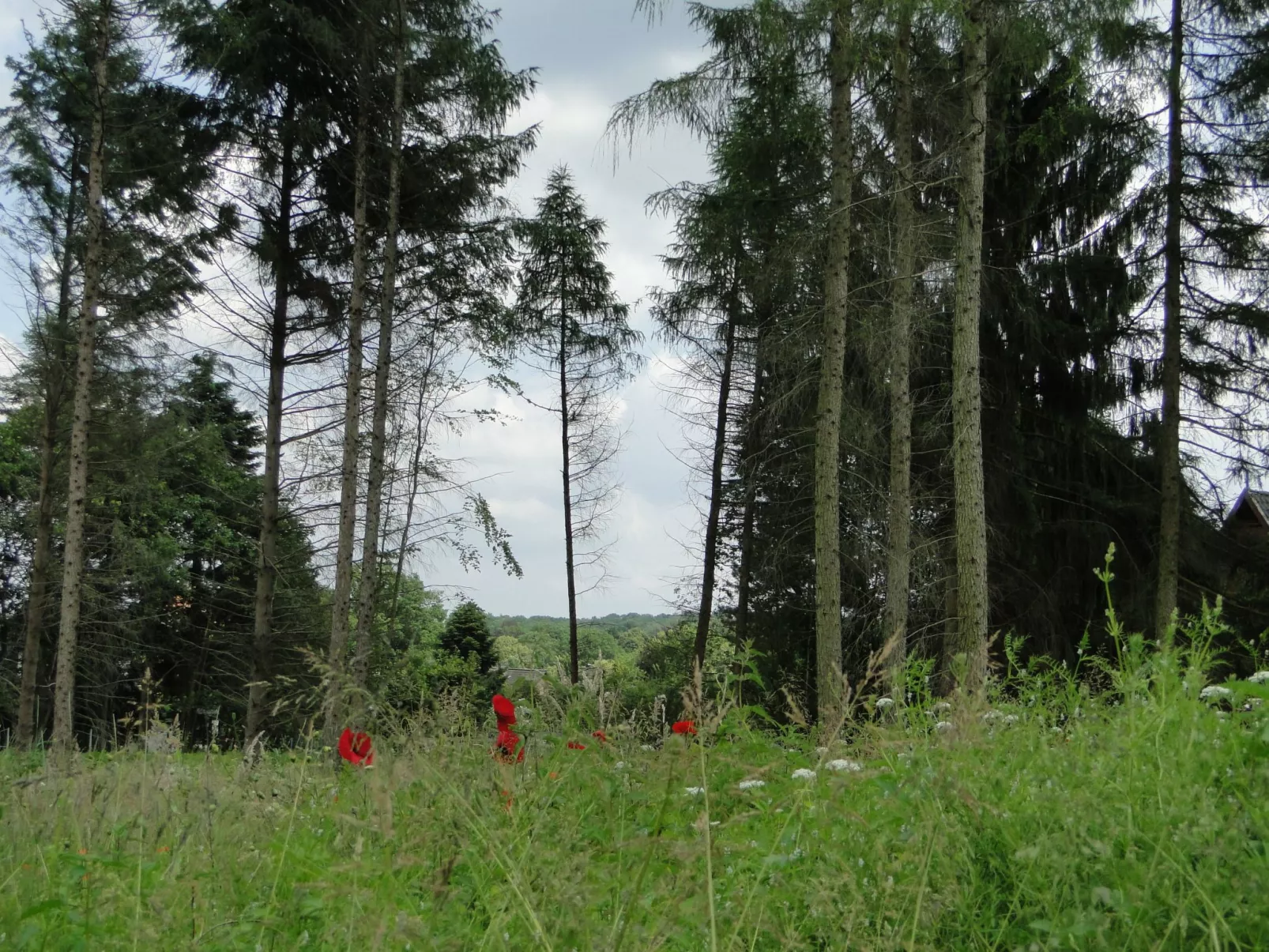 Haus Hartriegel im Bispinger Heidezauber-Outside