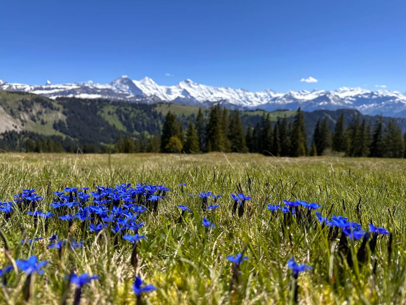 Wohnung Niesenblick-Dehors