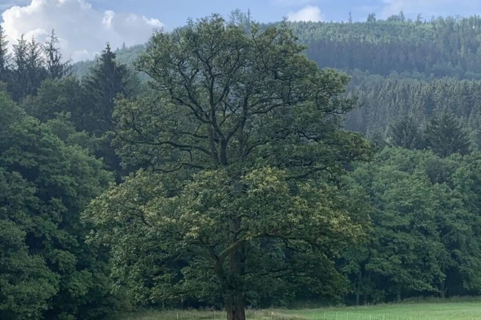 Apartment Rothaarsteig-Areas summer 5km