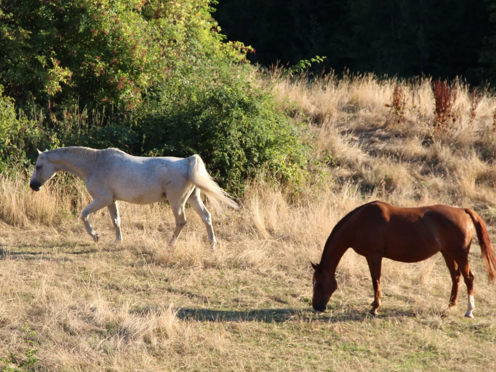 Villa Silberborn A10 - Draußen