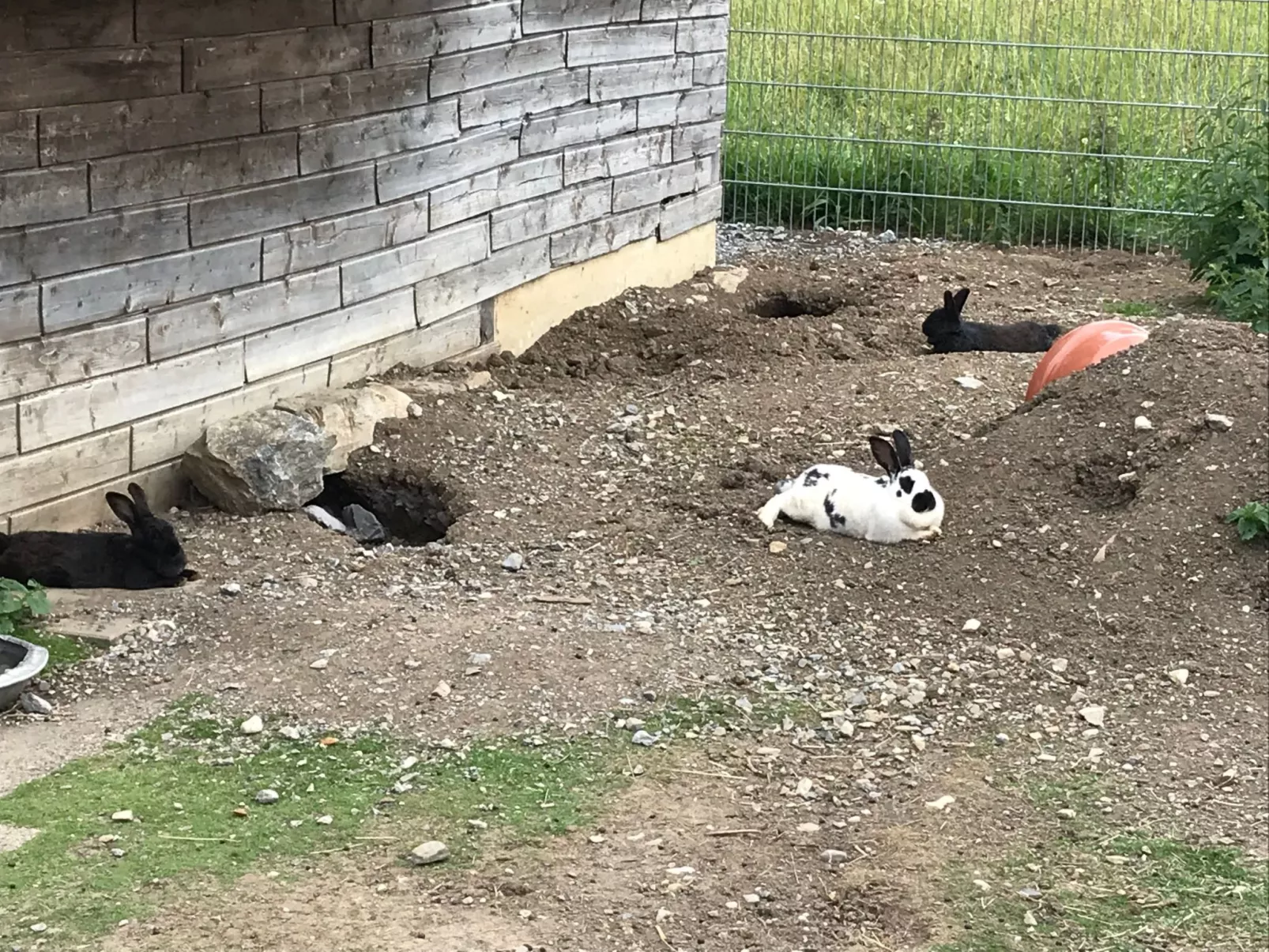 Pony-Ziegen-Hasen-Ranch in Bichlbach-Draußen