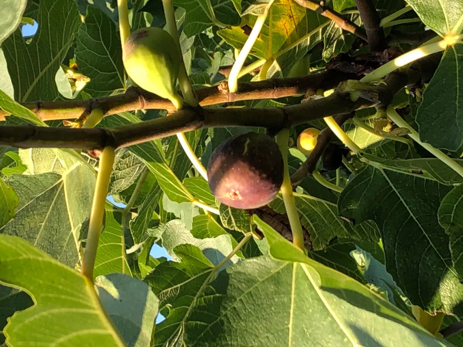 Villa Olive Grove-Outside