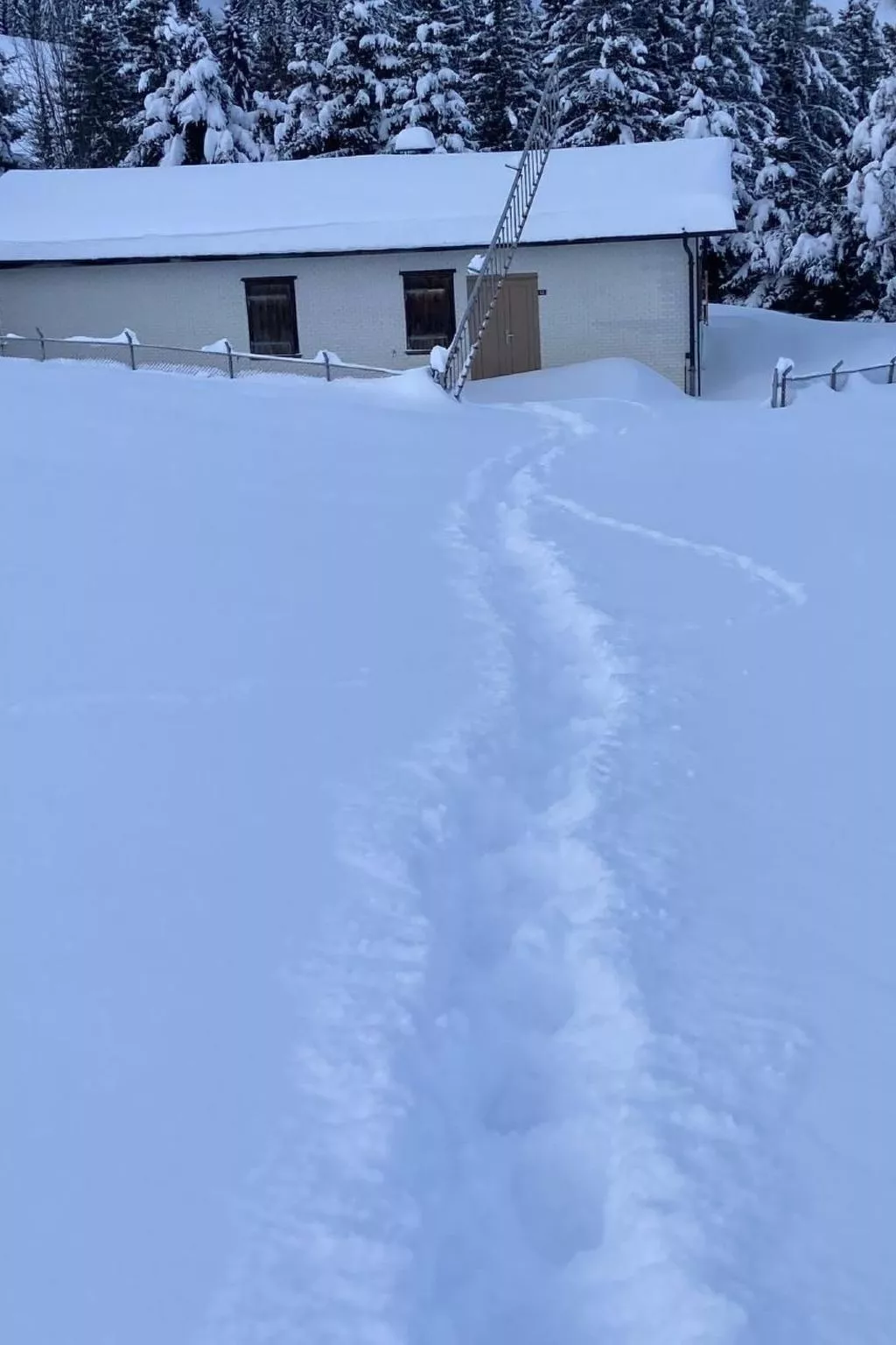 Soldanella-Image-tags.info