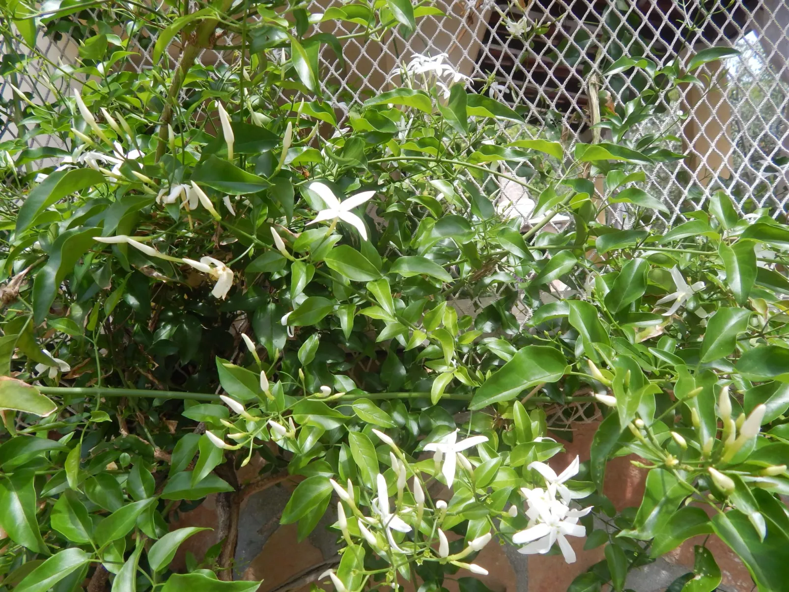 Für 4 Personen ca. 60 m&sup2; in Milna auf Brac, Adriaküste Kroatien (Kroatisch-Dehors