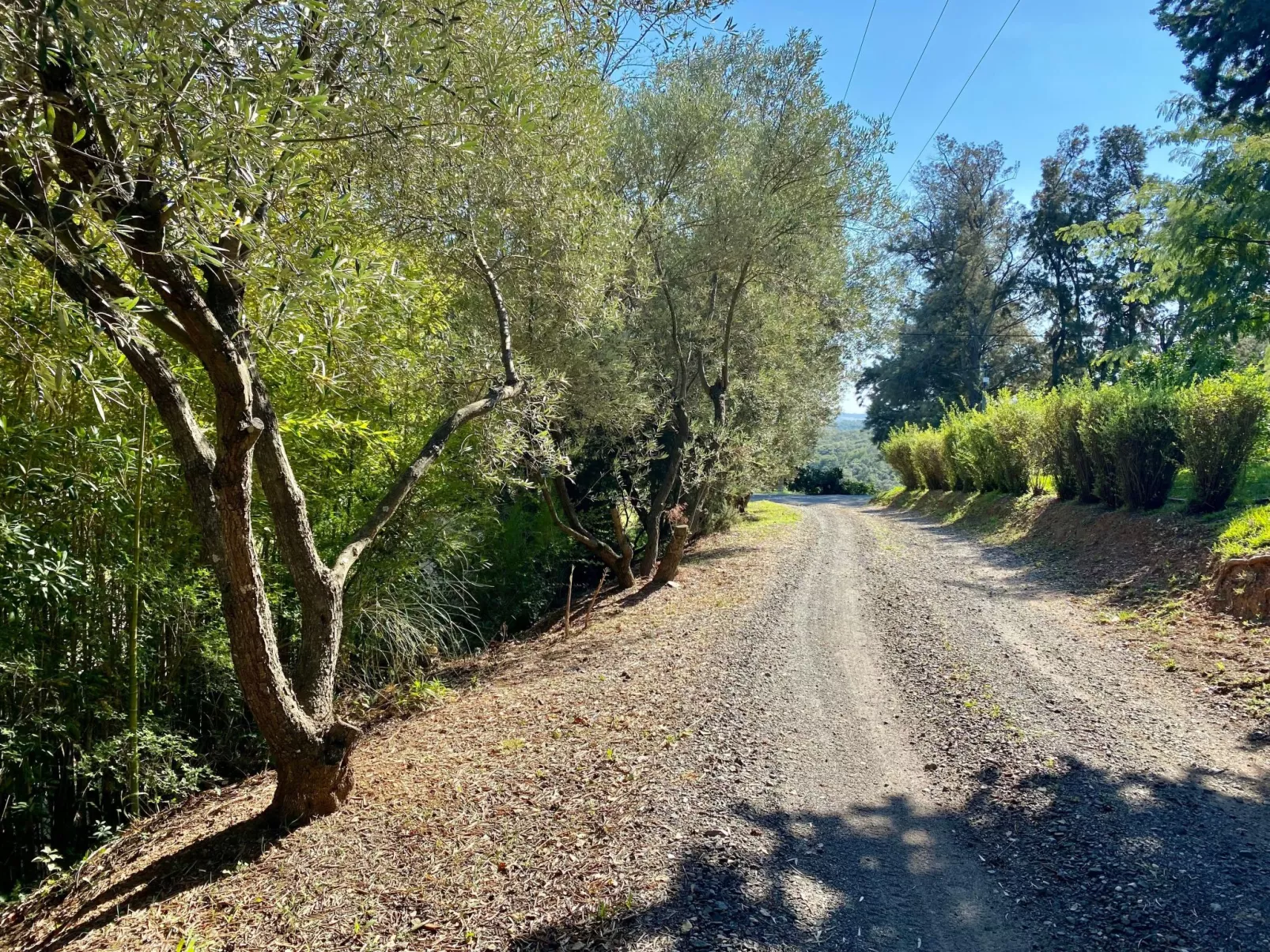 Weingut Punta della Guardia Panorama von Macchia und Meer-Outside