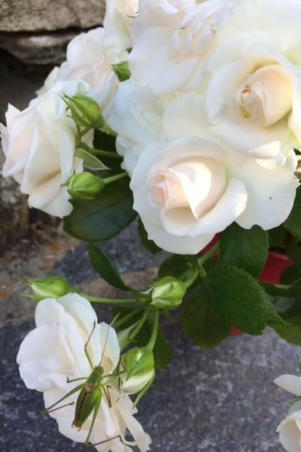 Weg von der Zuvielisation-Image-tags.info