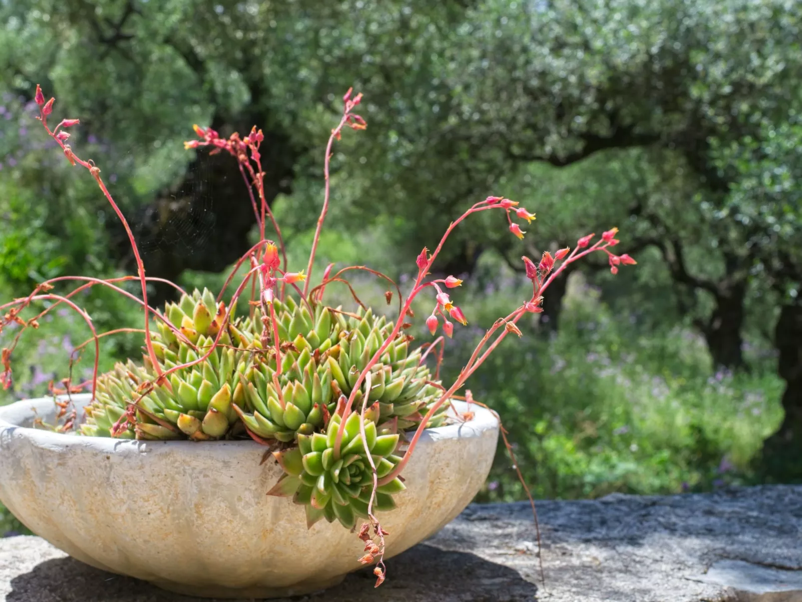 Traditionelle Villa mit privatem Pool-Draußen