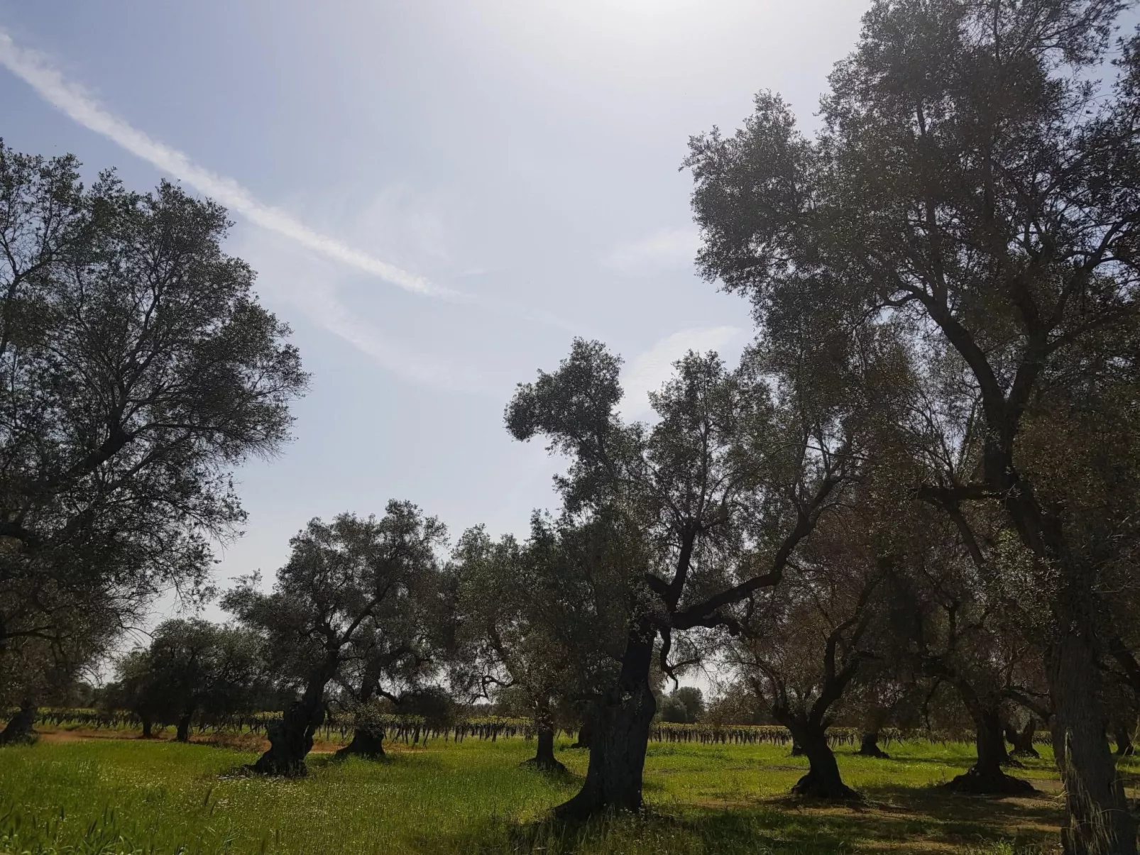 In Pulsano mit Garten-Image-tags.info