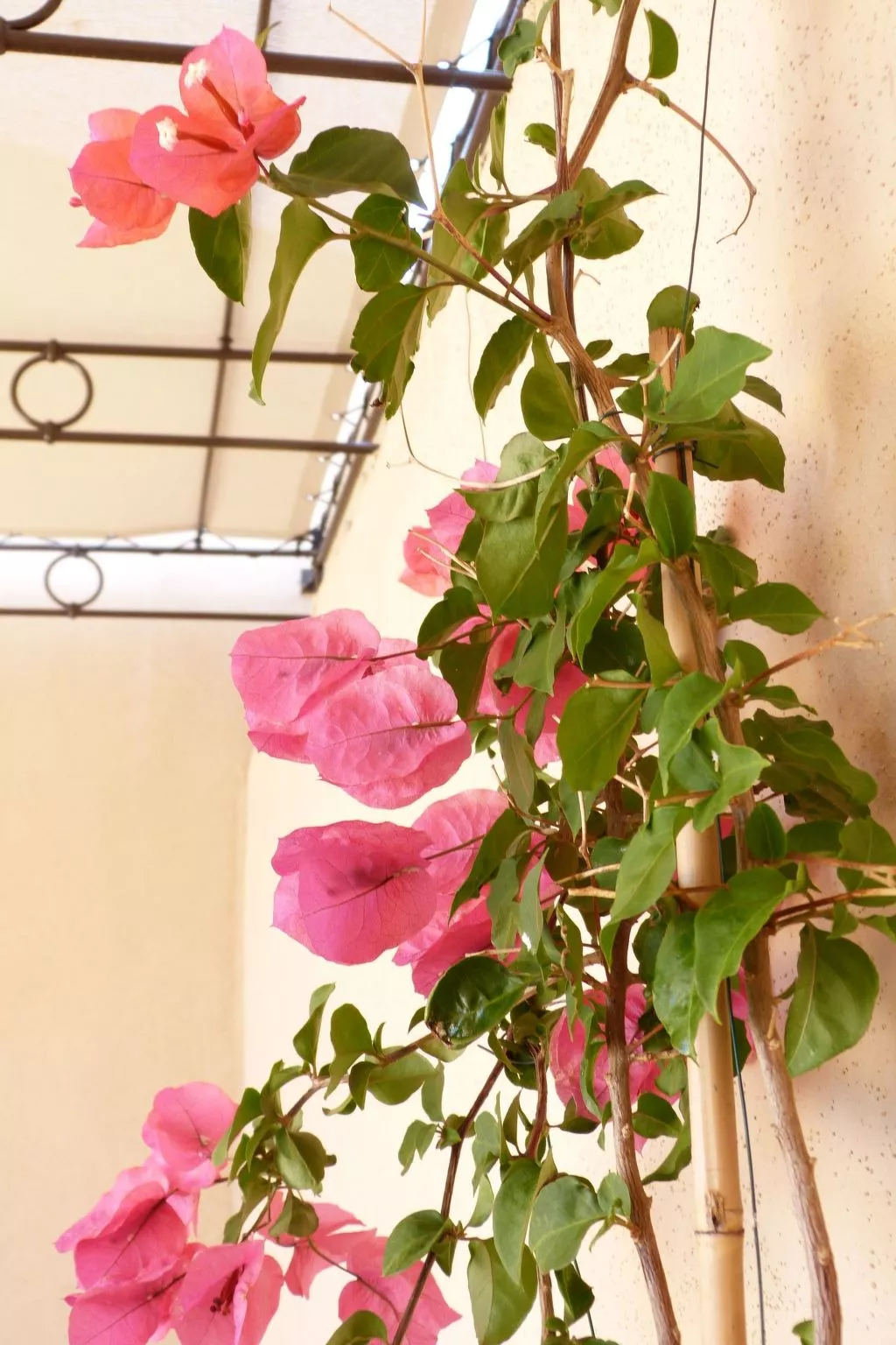 'Vista di Sognu Casa Olivea'-Draußen