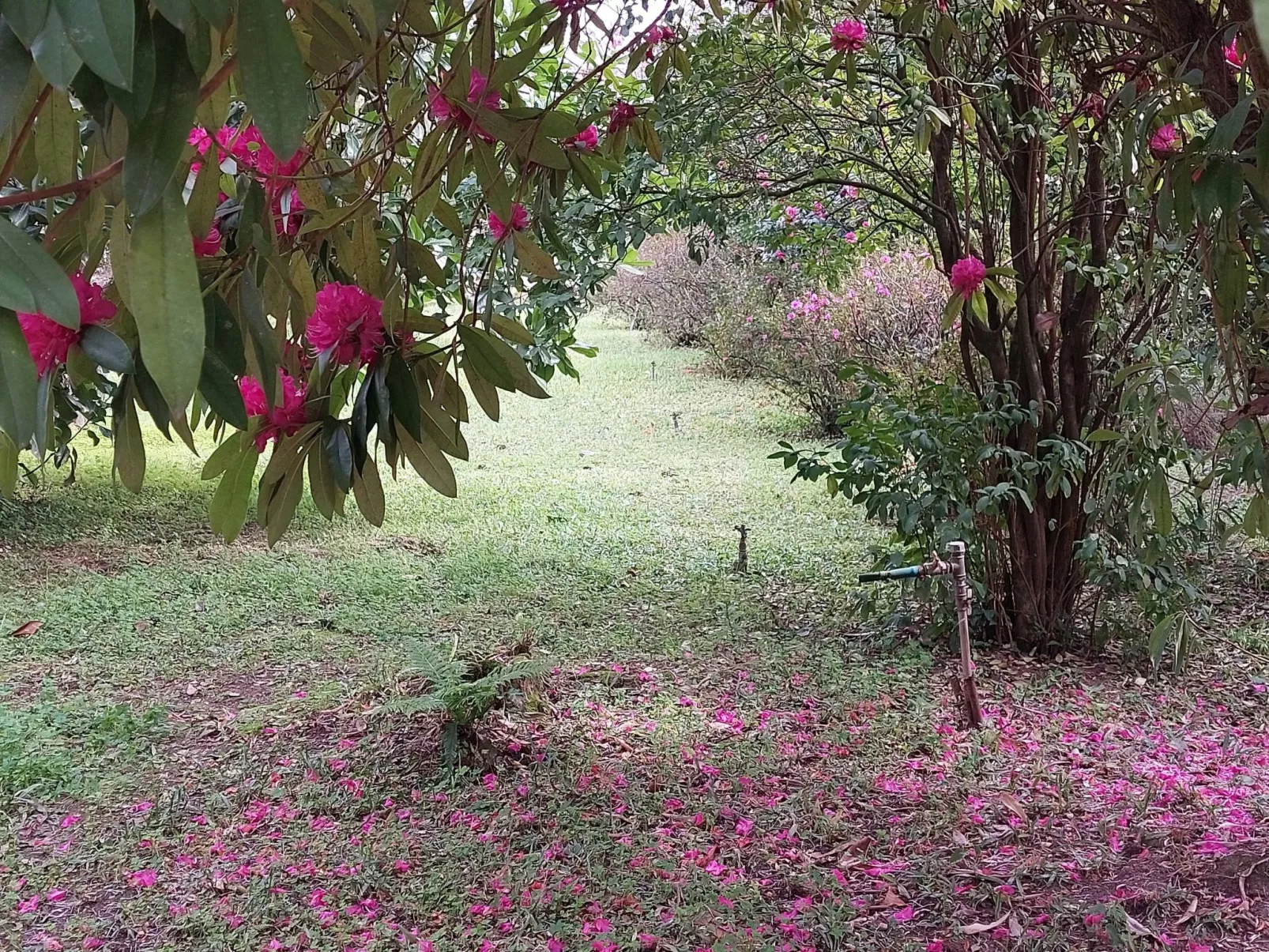 Quinta D'Avó Amélia, wunderschönes Landhaus zwischen den Bergen und dem Meer-Draußen
