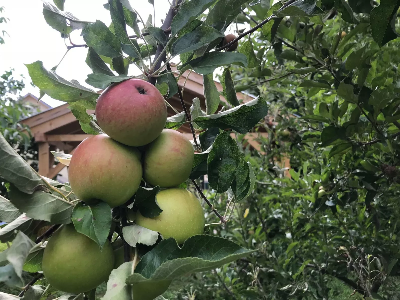 Hungarium am Platte-Dehors