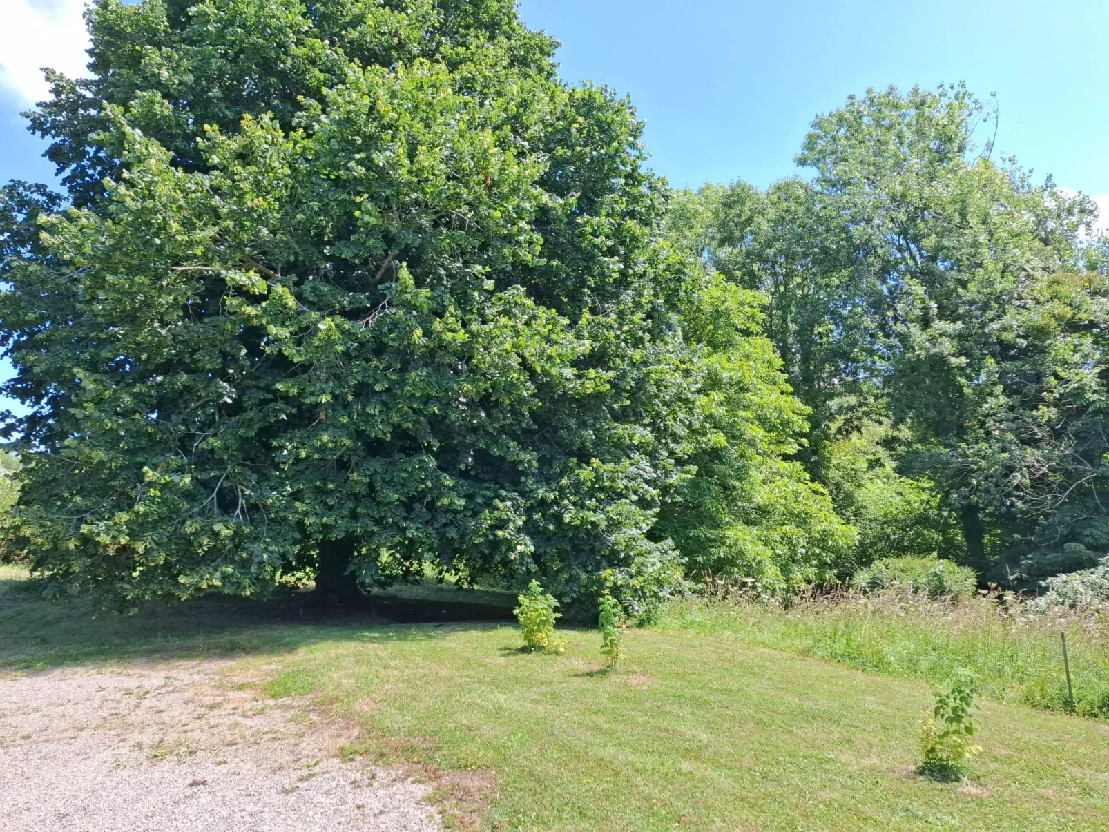 Le Bois aux Ecureuils (Eichhörnchenwald)-Outside