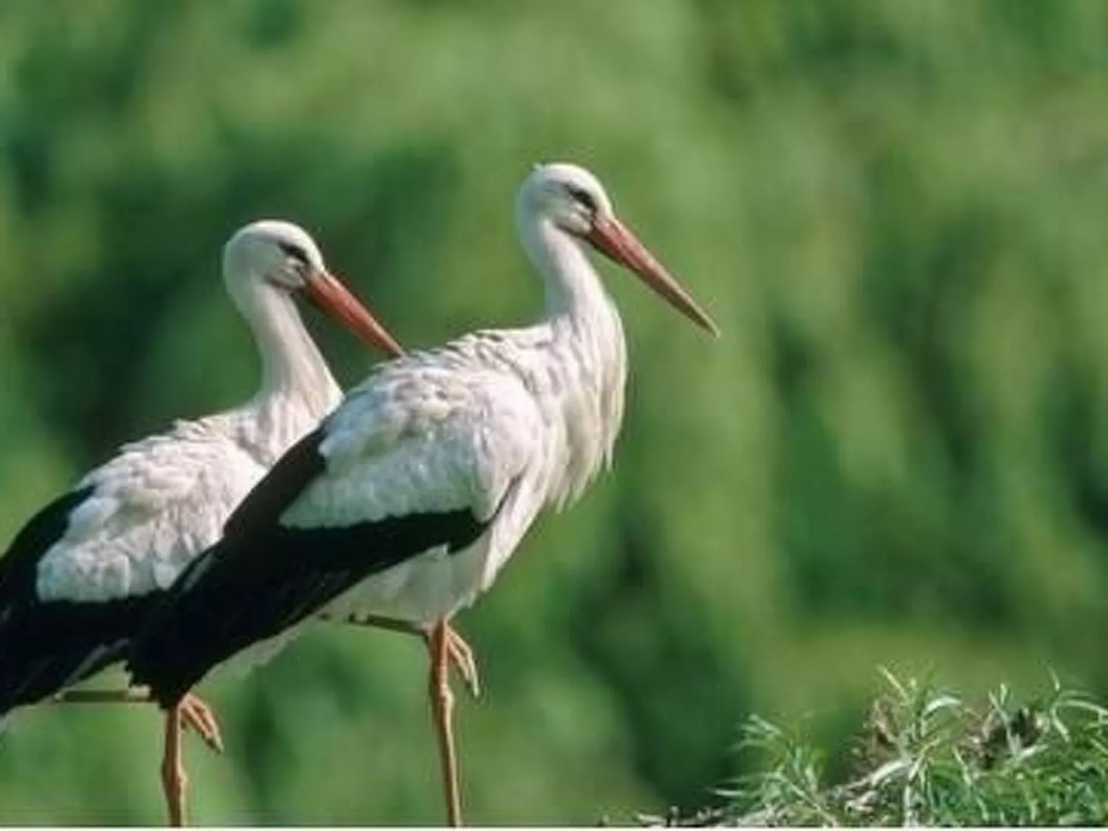 La Maison Bleue im Zentrum des Elsass in Bergheim-Draußen