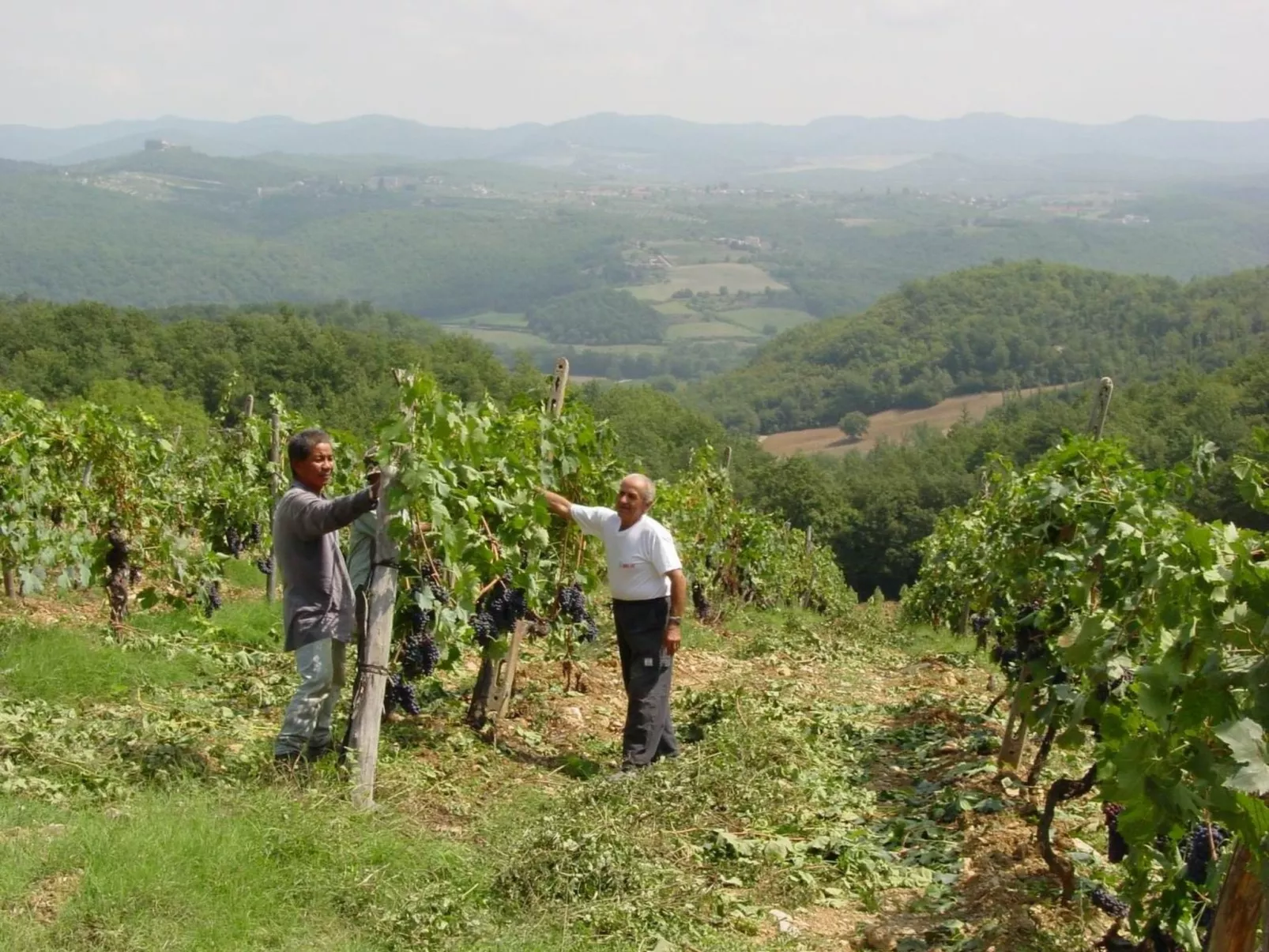 Schloss Selvole T6-Image-tags.info