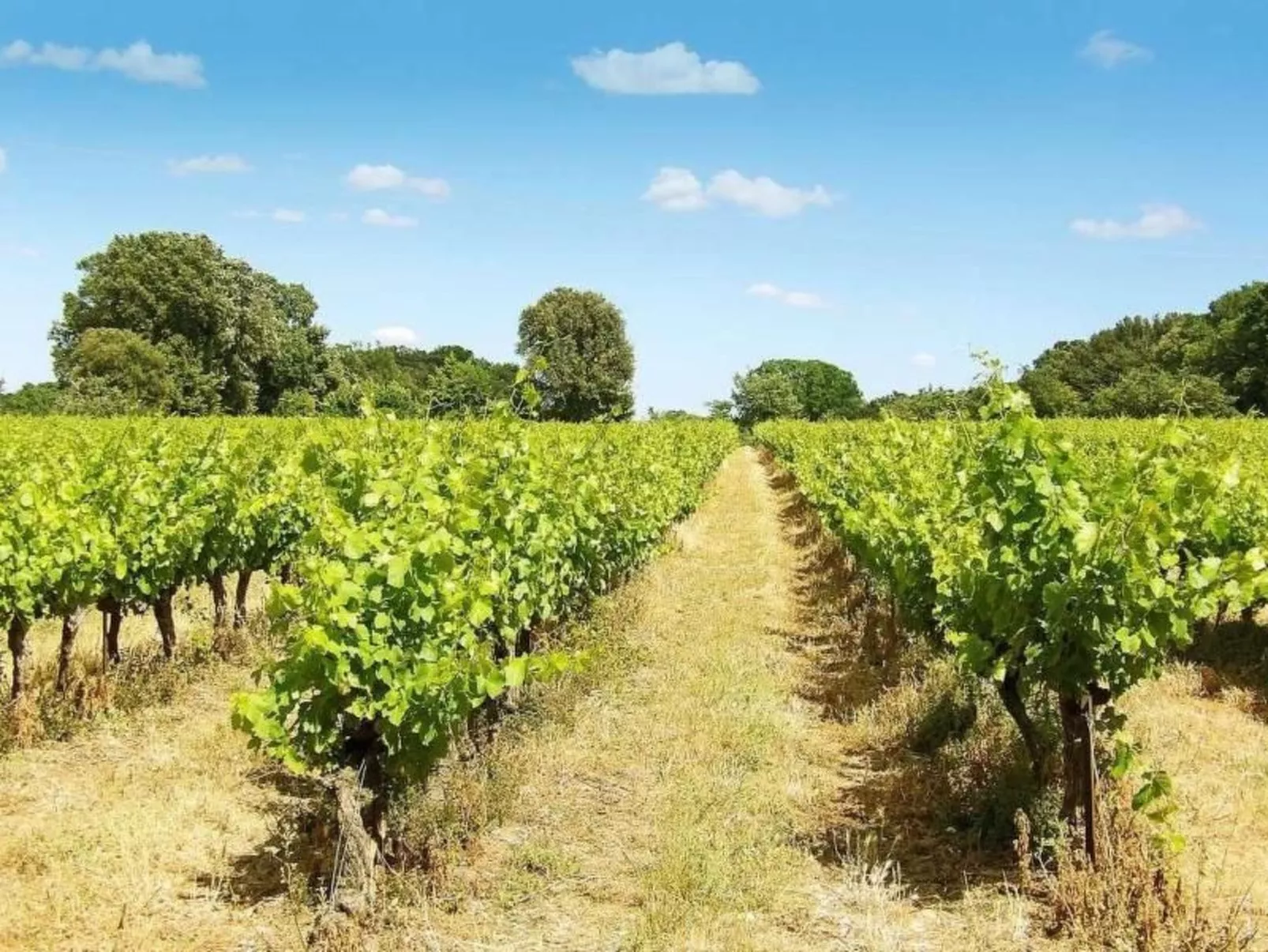 Villa Fleurie-Image-tags.info