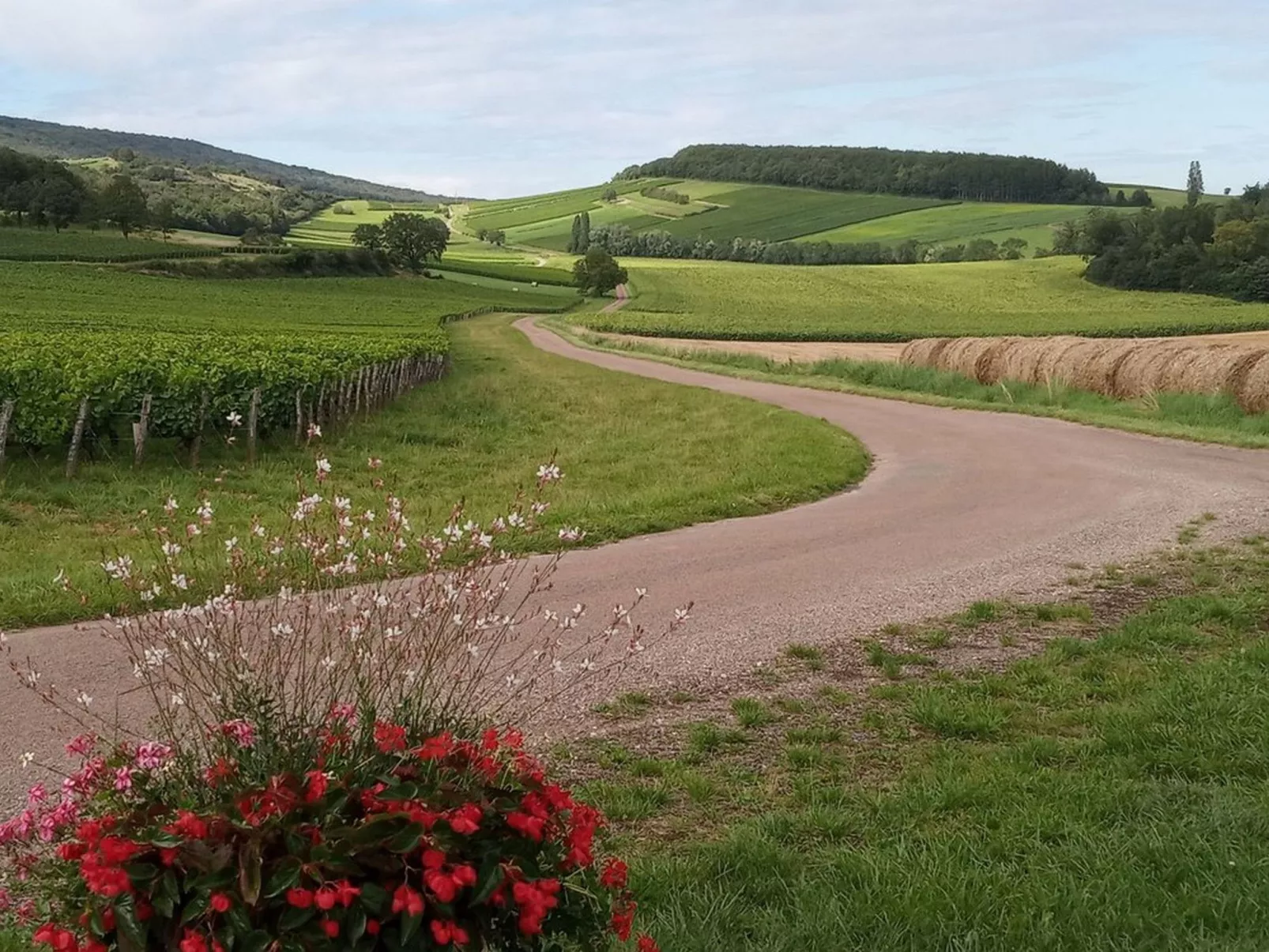 An der Weinstraße von Burgund-Draußen
