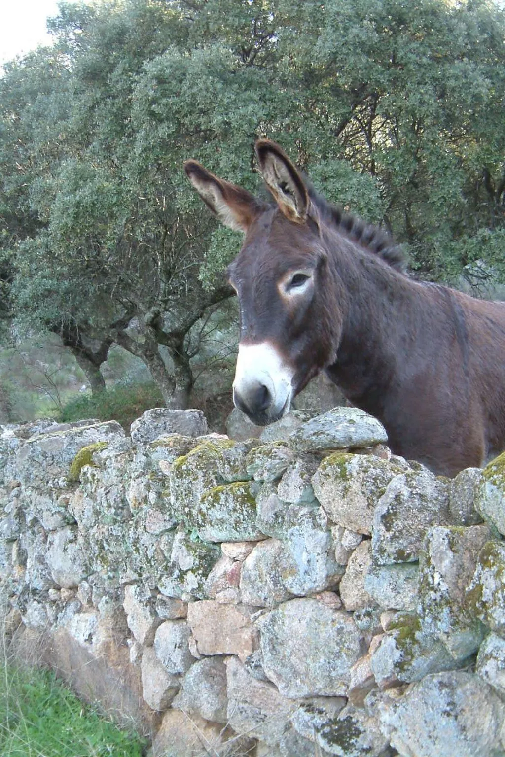 Das Cortijo auf der Finca al-manzil-Image-tags.info