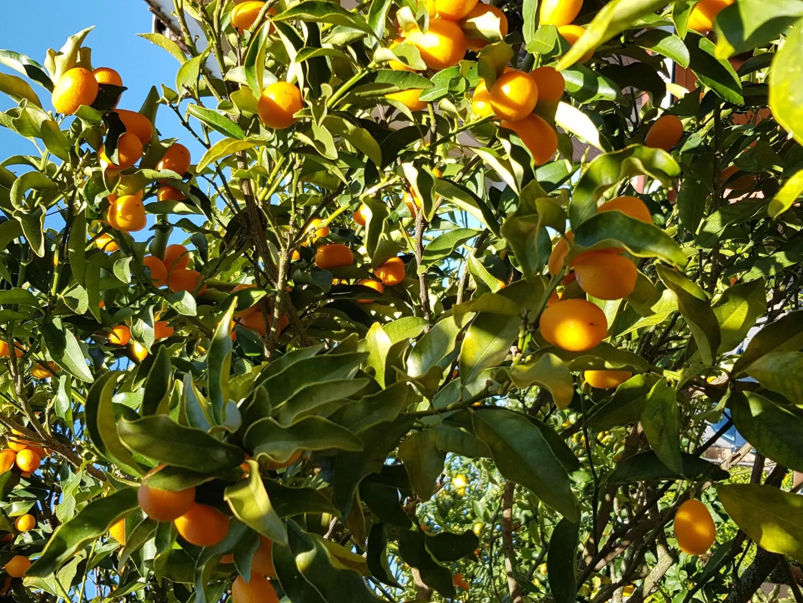 Oleandri Ferienhaus mit privatem Pool-Image-tags.info