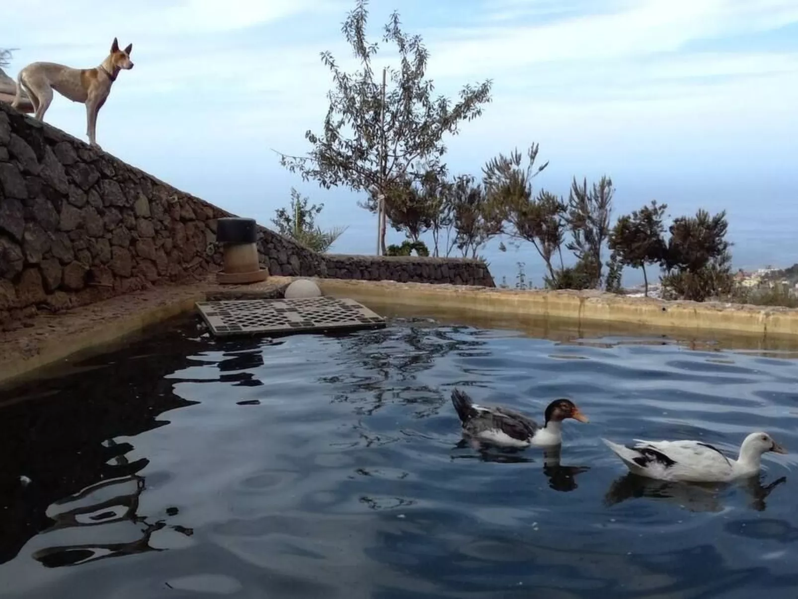 Finca "Sunny Scape Rural-Draußen