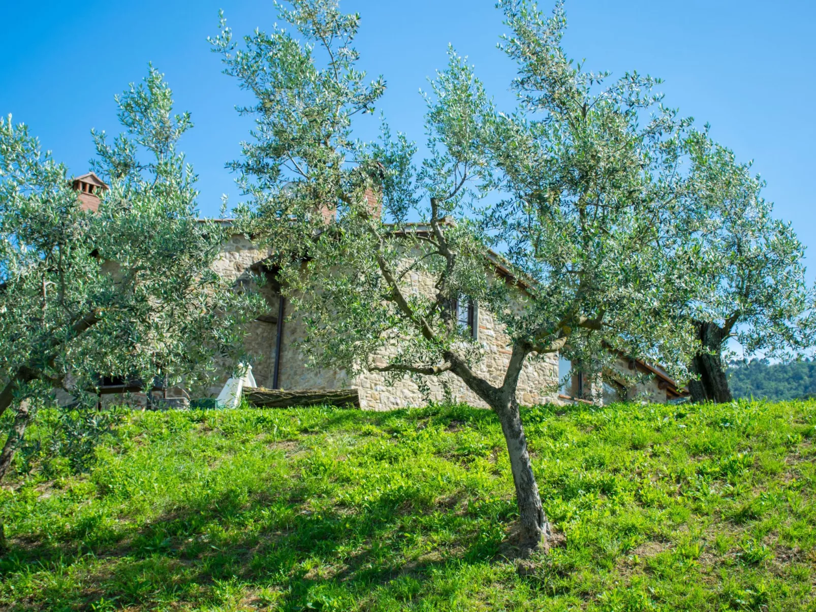 Ein Haus in der Olivenhaine - casa buriano GIULIA-Image-tags.info