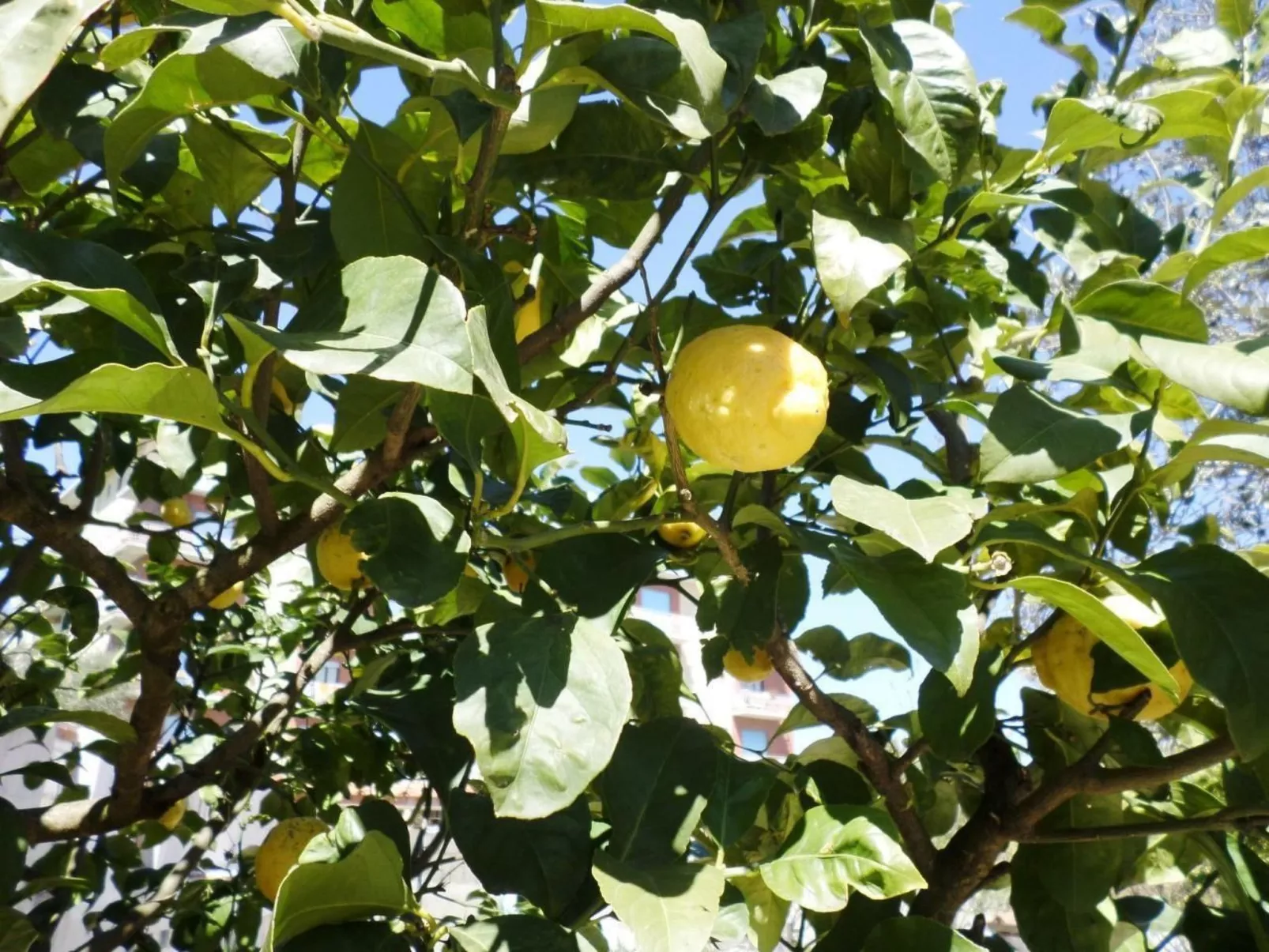 Das Landhaus von Kleopatra und Marcantonio-Outside