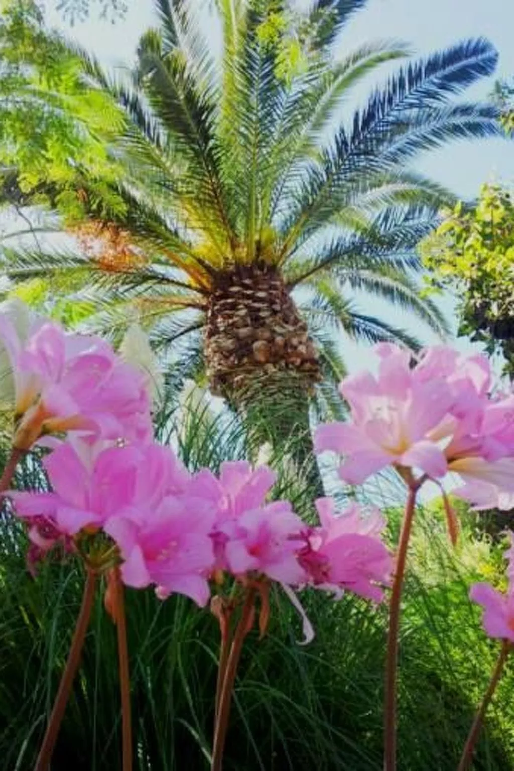 La Terrazza-Image-tags.info