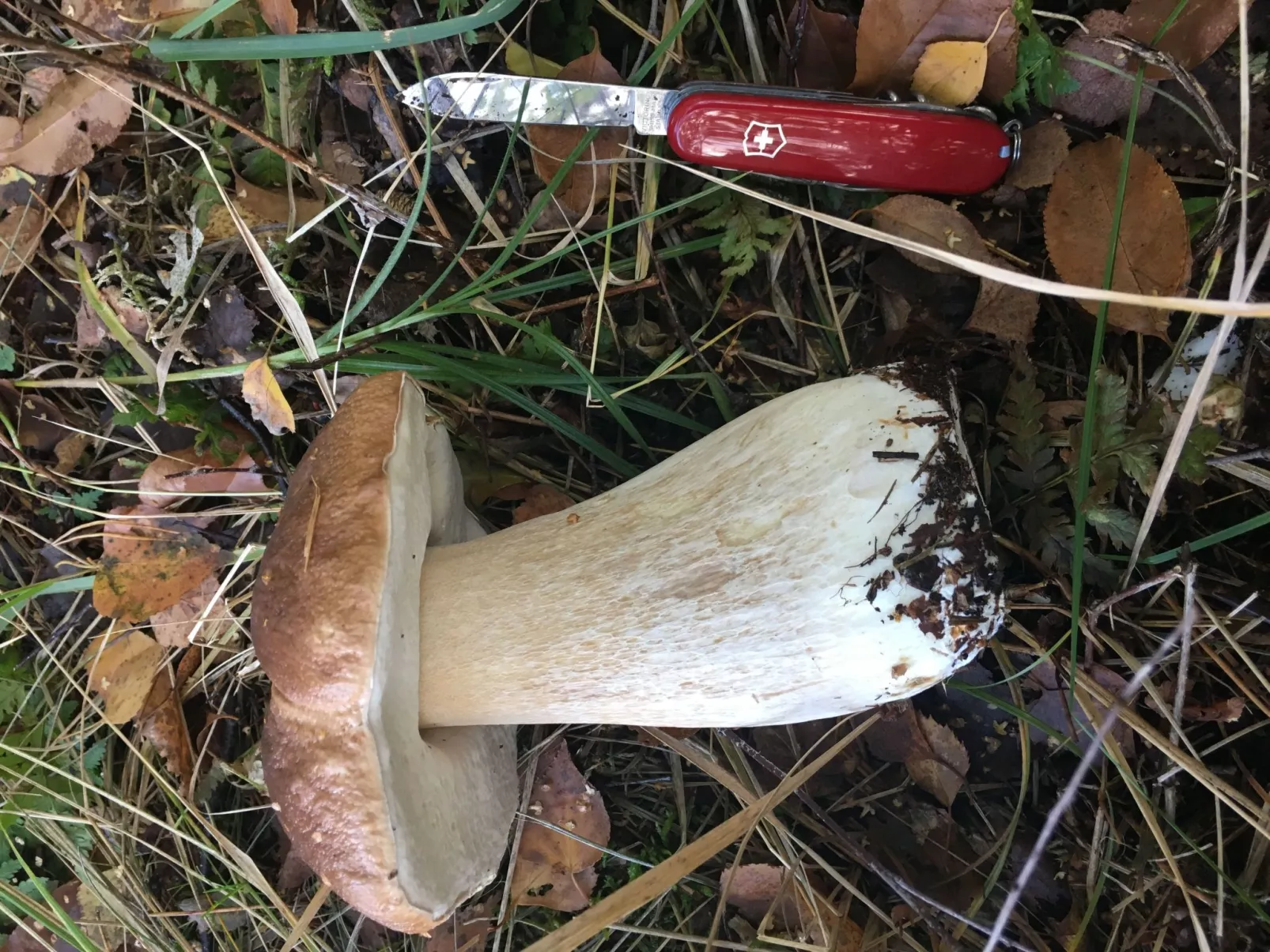 Spitzwegerich-Image-tags.info