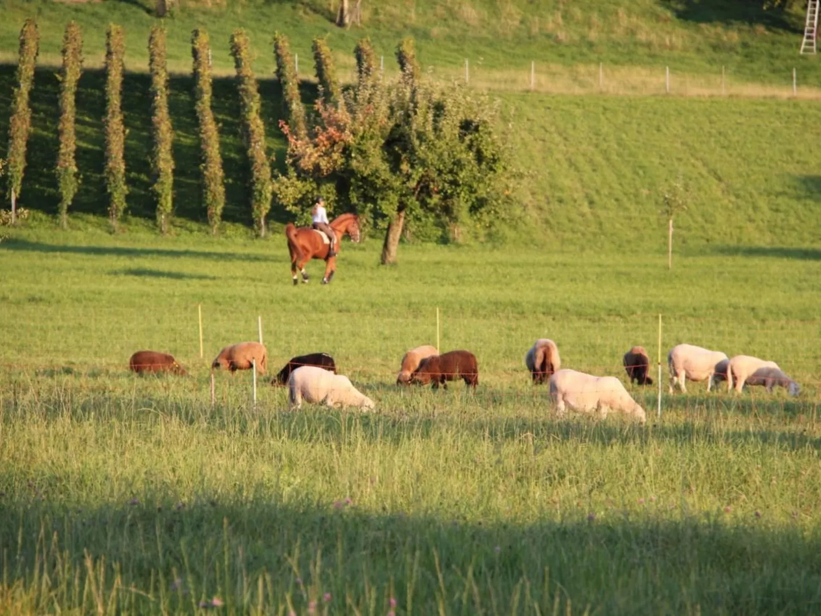 In Stäfa-Image-tags.info