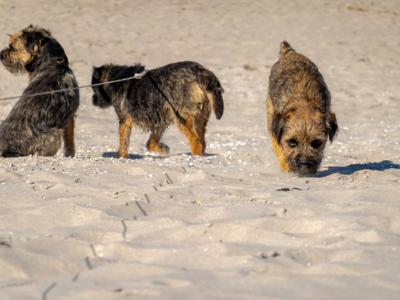 "Kranich"-Image-tags.info