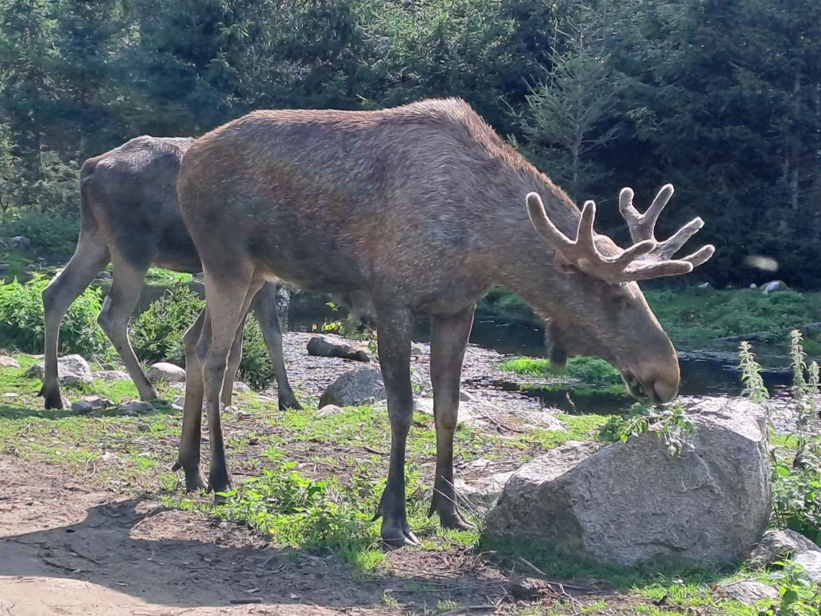 Im Herzen Smålands-Outside