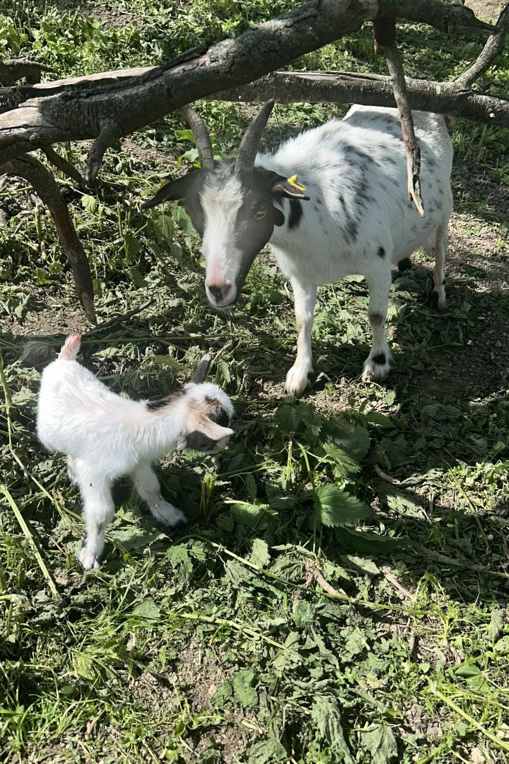 Wandlhof Ferienwohng-Outside