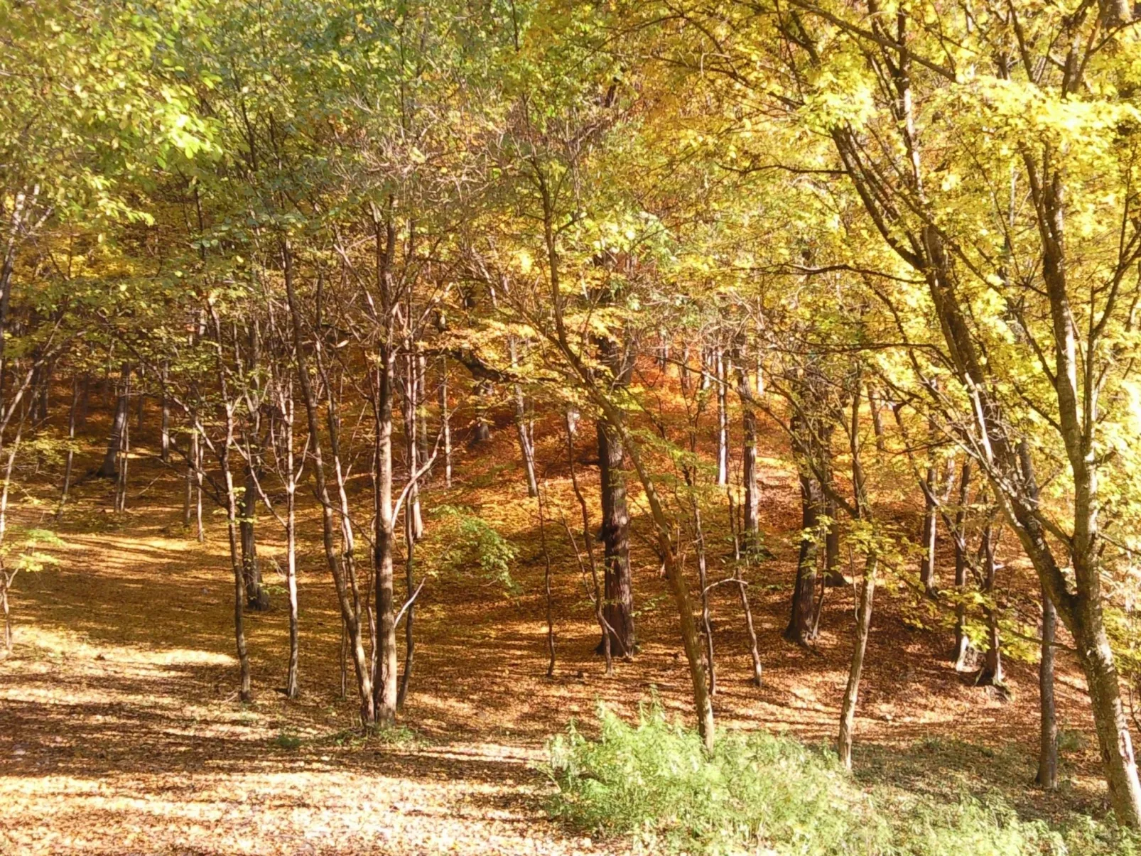 Mit biologischem Schwimmteich-Dehors