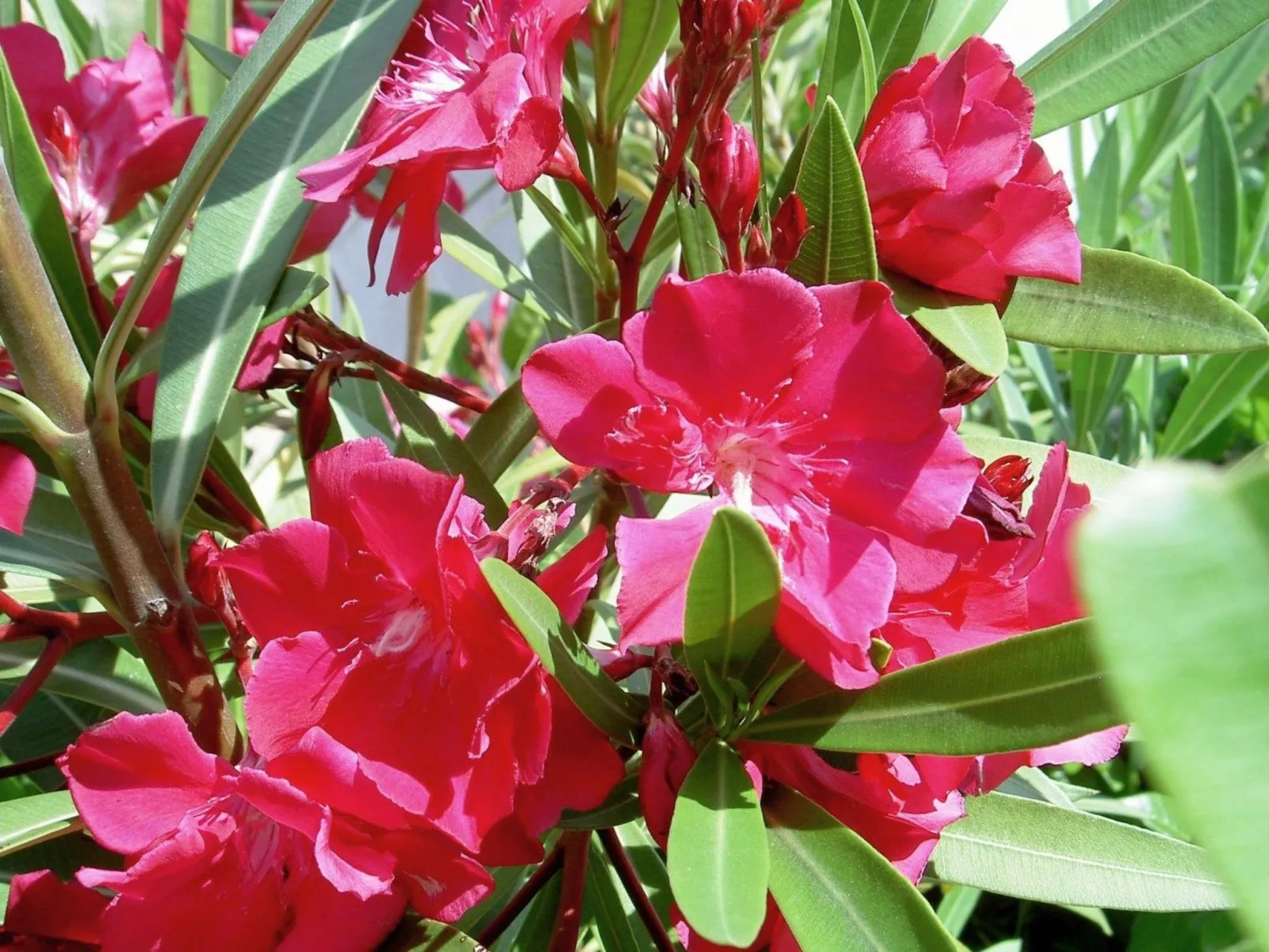 Gemütliches Ferienhaus in Pinezići mit großer Terrasse-Dehors