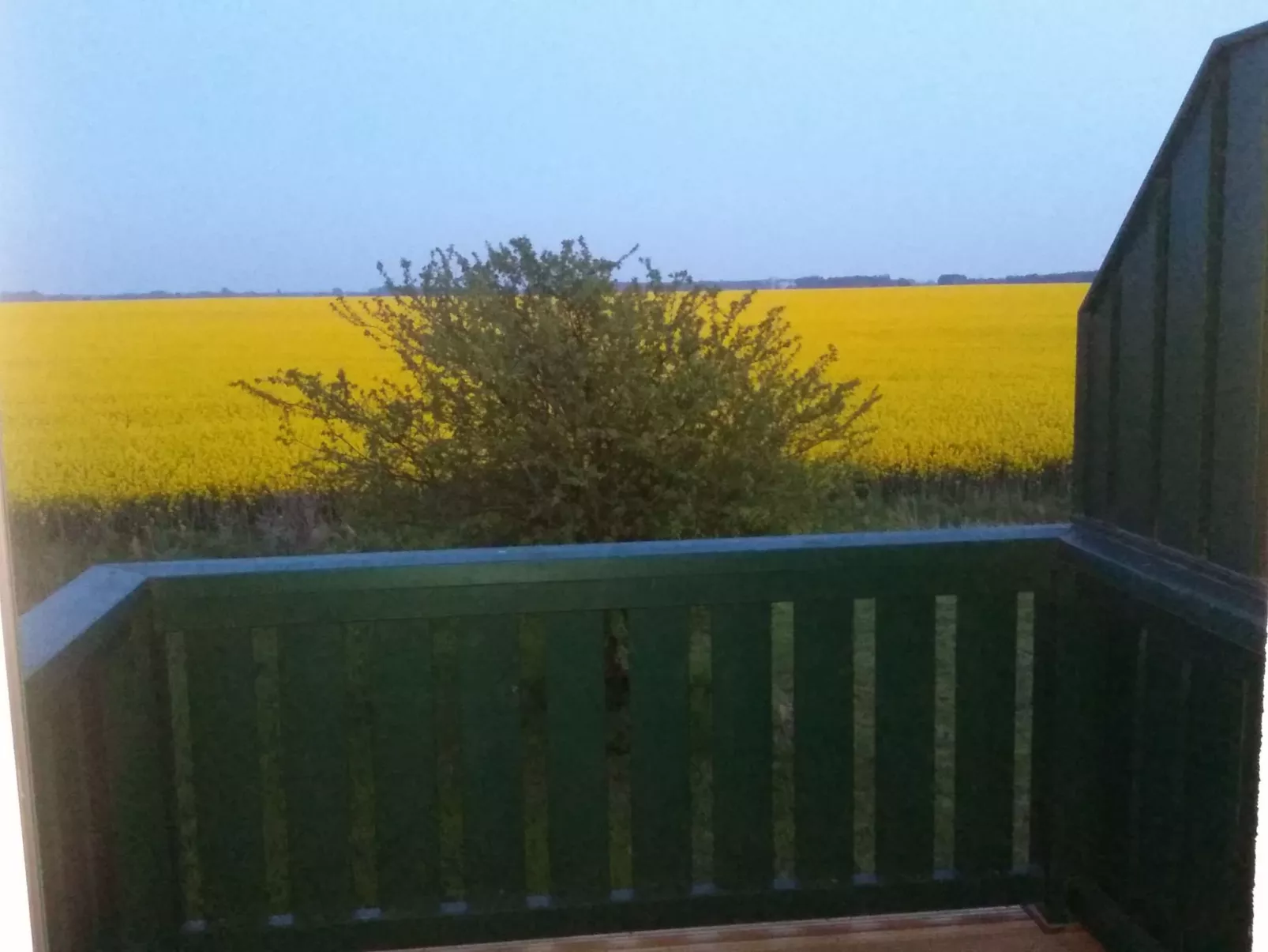 Seeschwalbe-Draußen