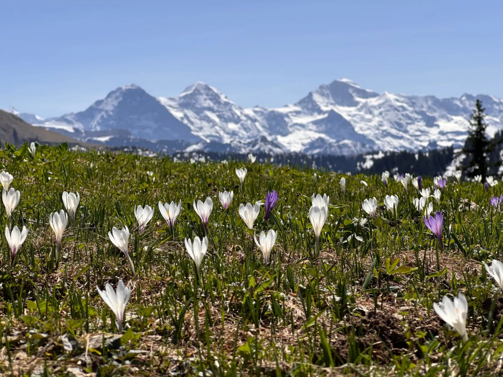 Wohnung Niesenblick-Dehors