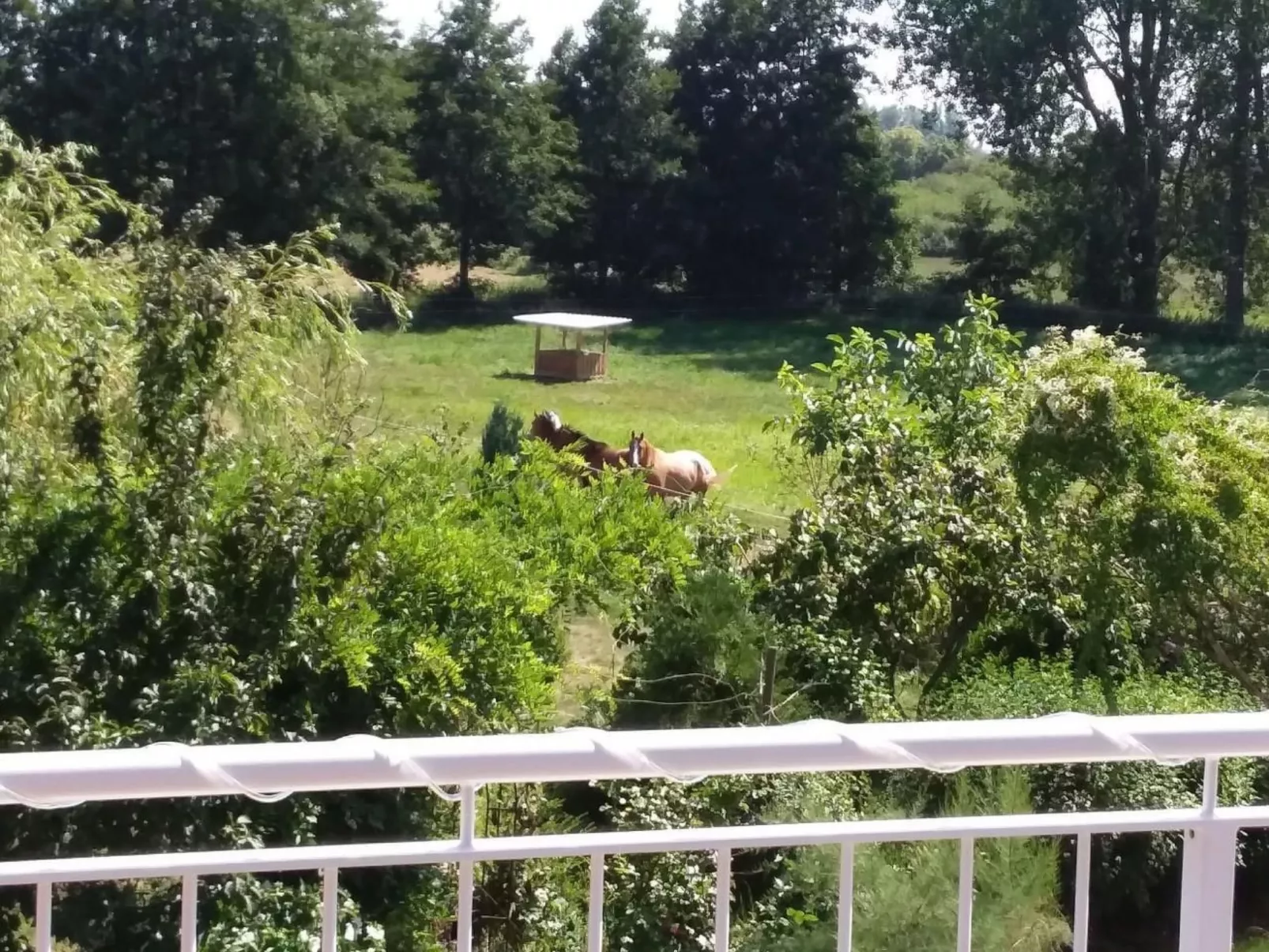 Schmetterling-Outside