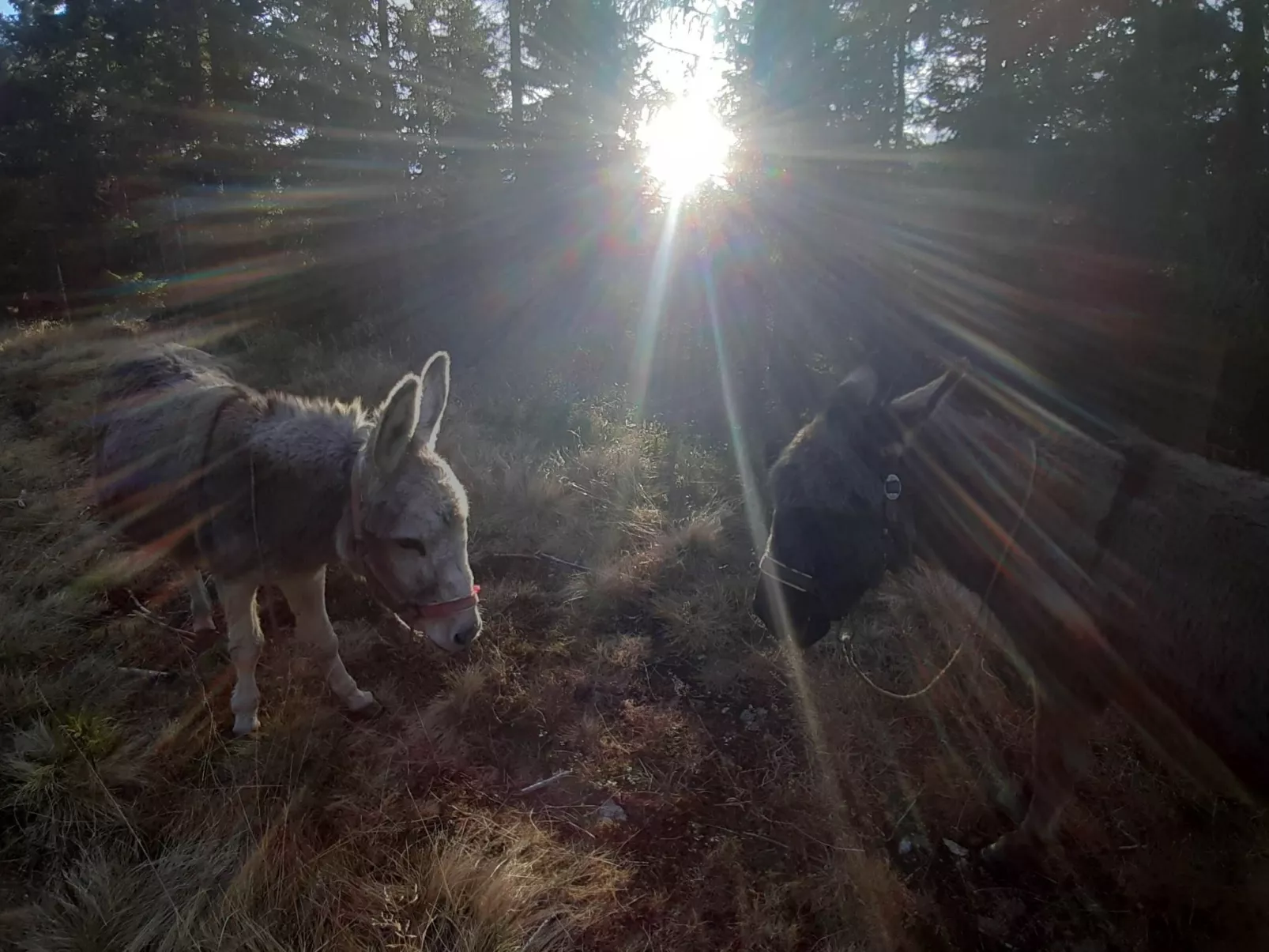 Schönberghütte-Dehors