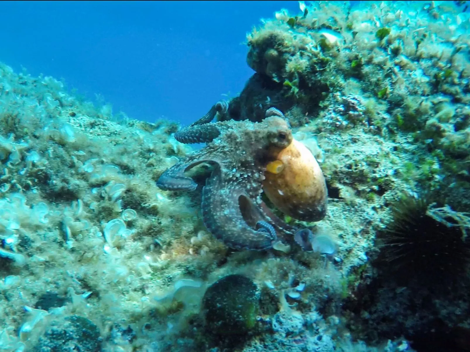 Villa Prana-Image-tags.info