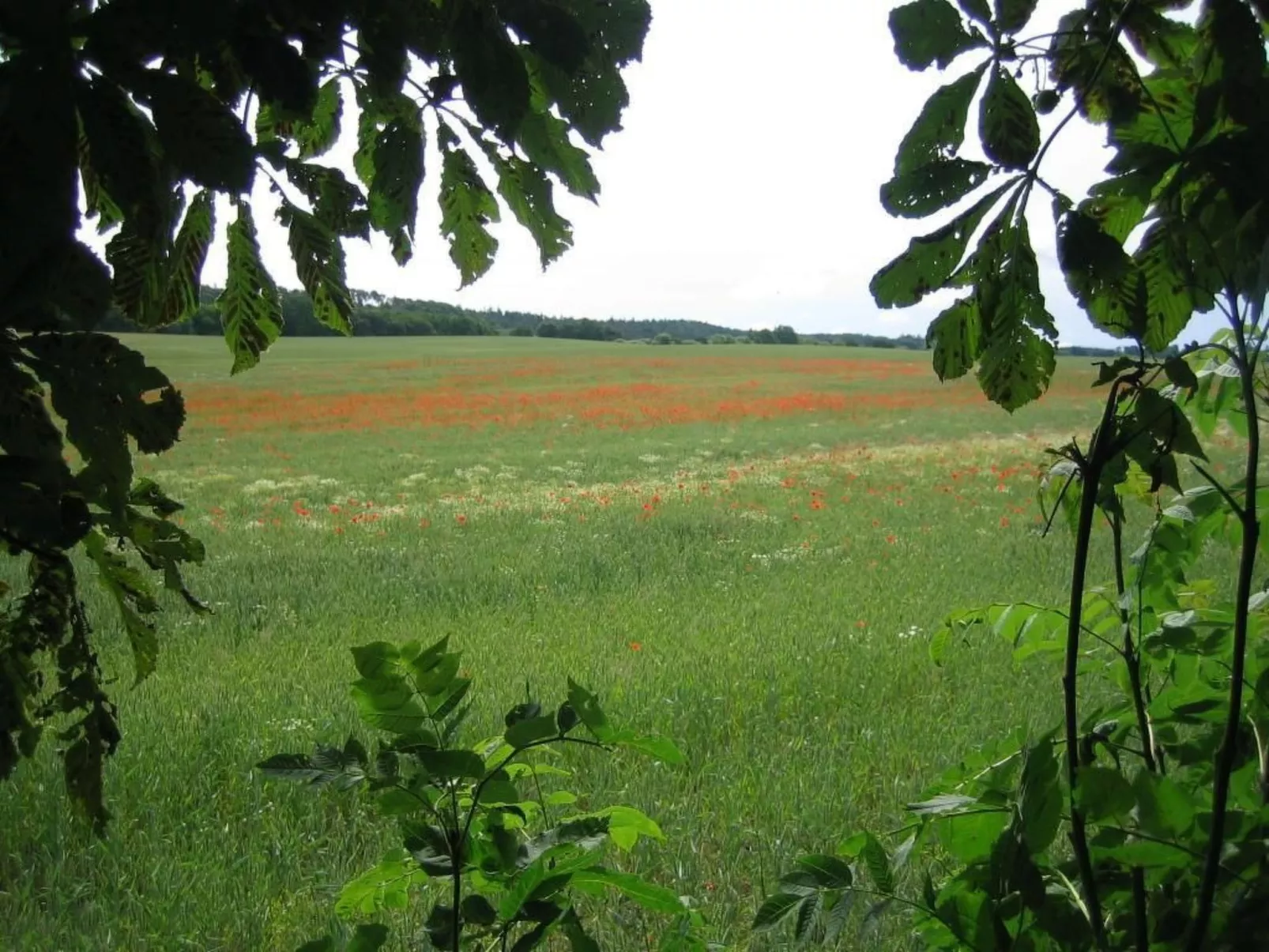 Klosterwald-Image-tags.info