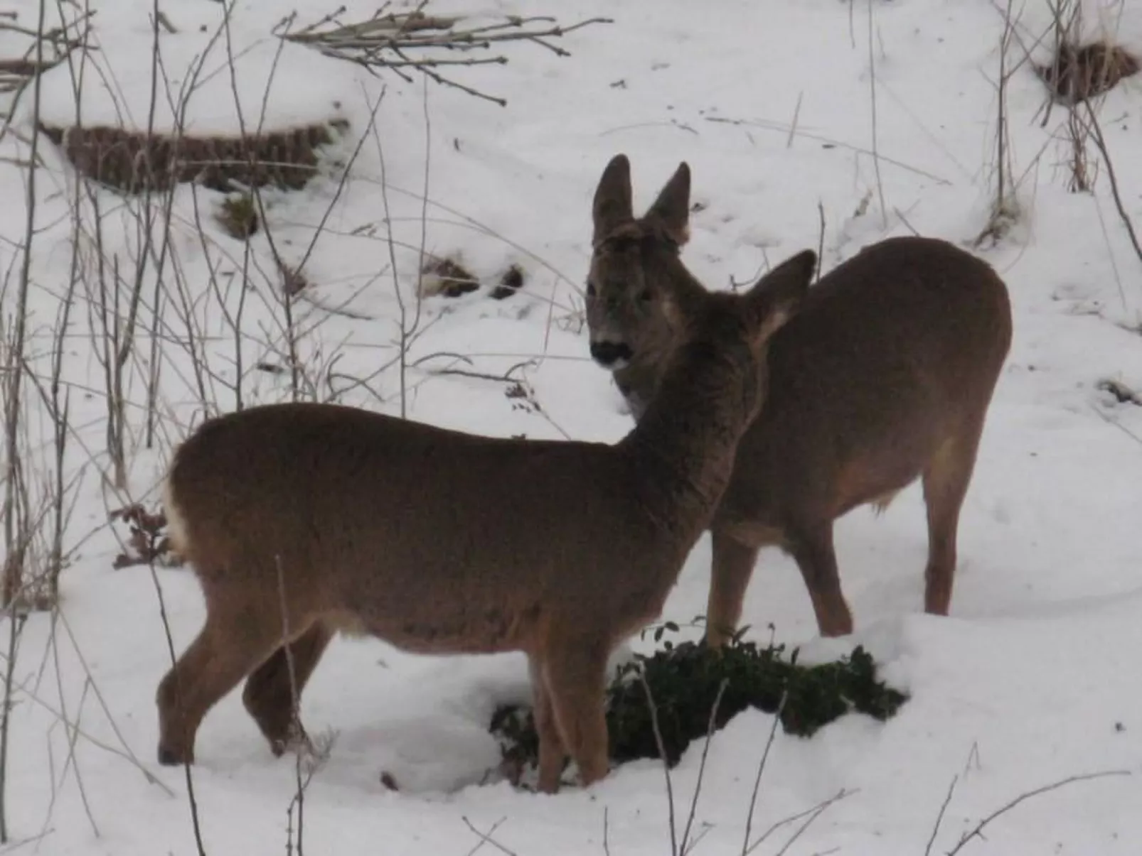 Idyllisches Bauernhaus in Småland-Outside