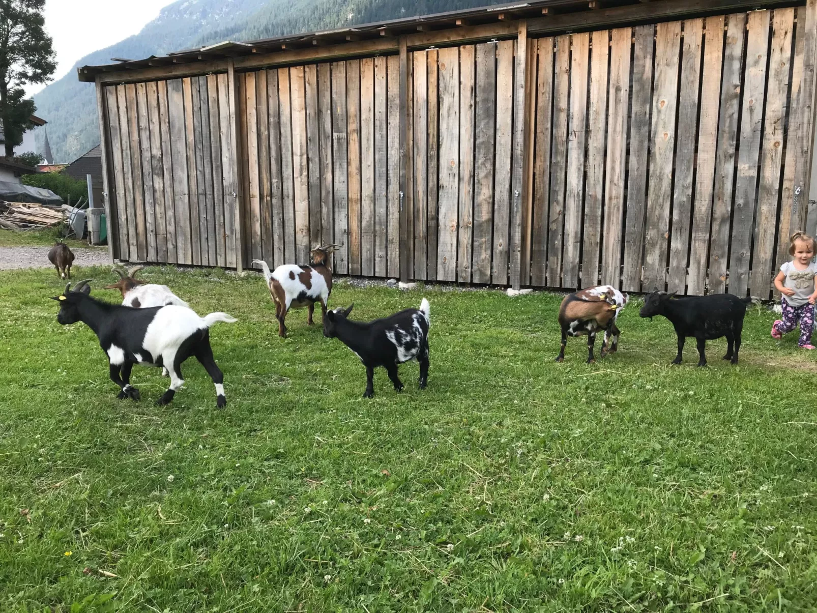 Pony-Ziegen-Hasen-Ranch in Bichlbach-Outside