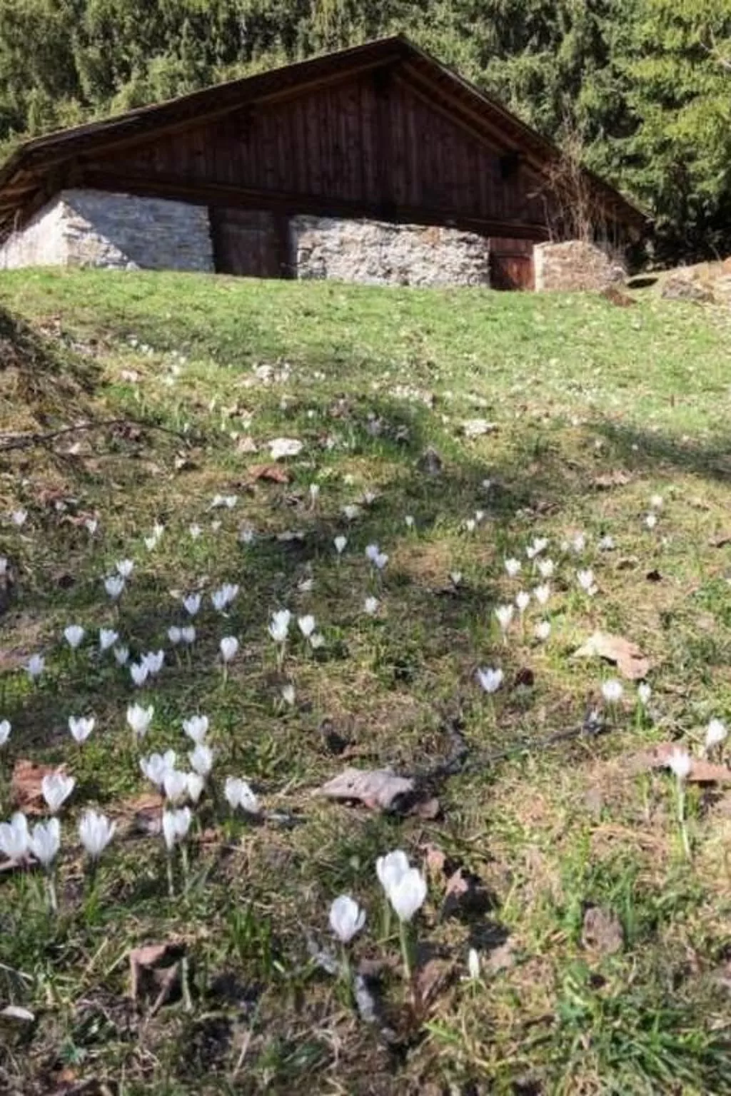 Katharina von Allmen-Image-tags.info