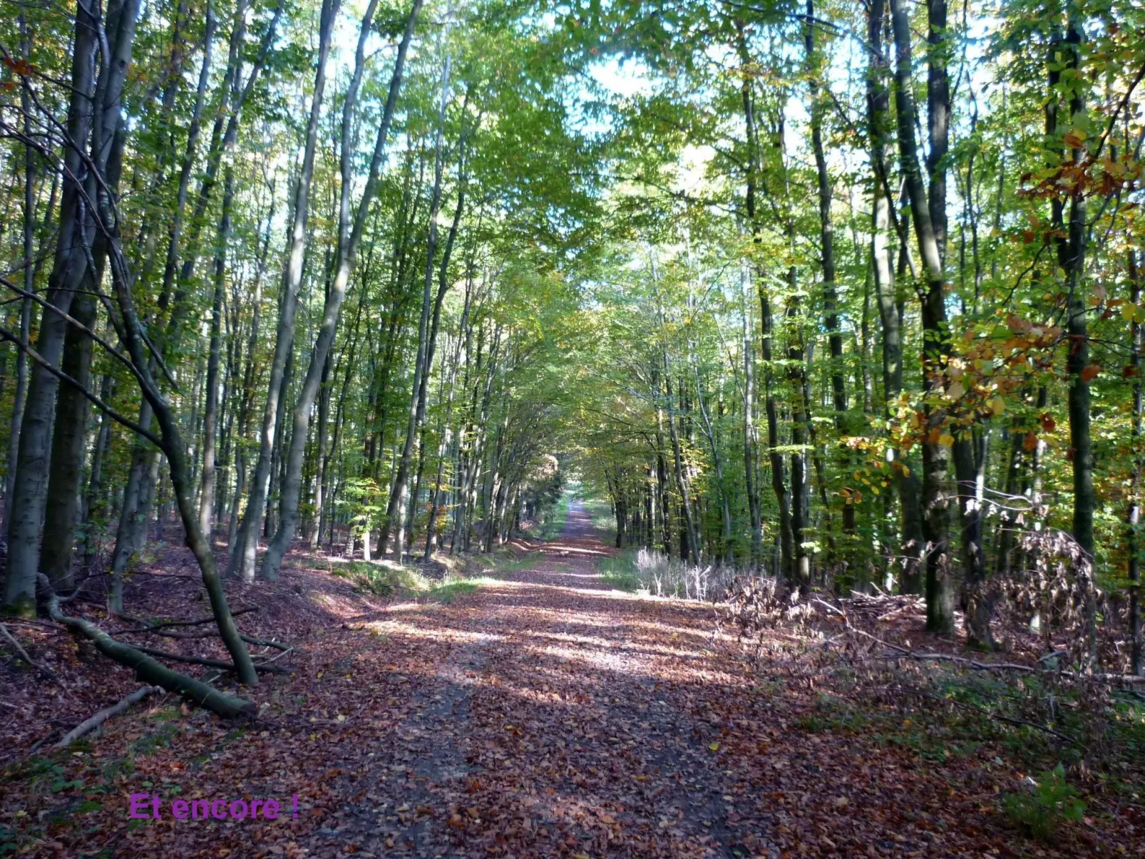 Ardennen Ferienhaus 5 Zimmer 5 Bad 14 Pers Zugang Chaisards-Draußen
