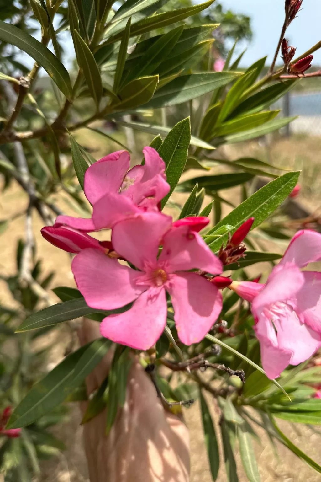 Tanjas Paradise-Dehors