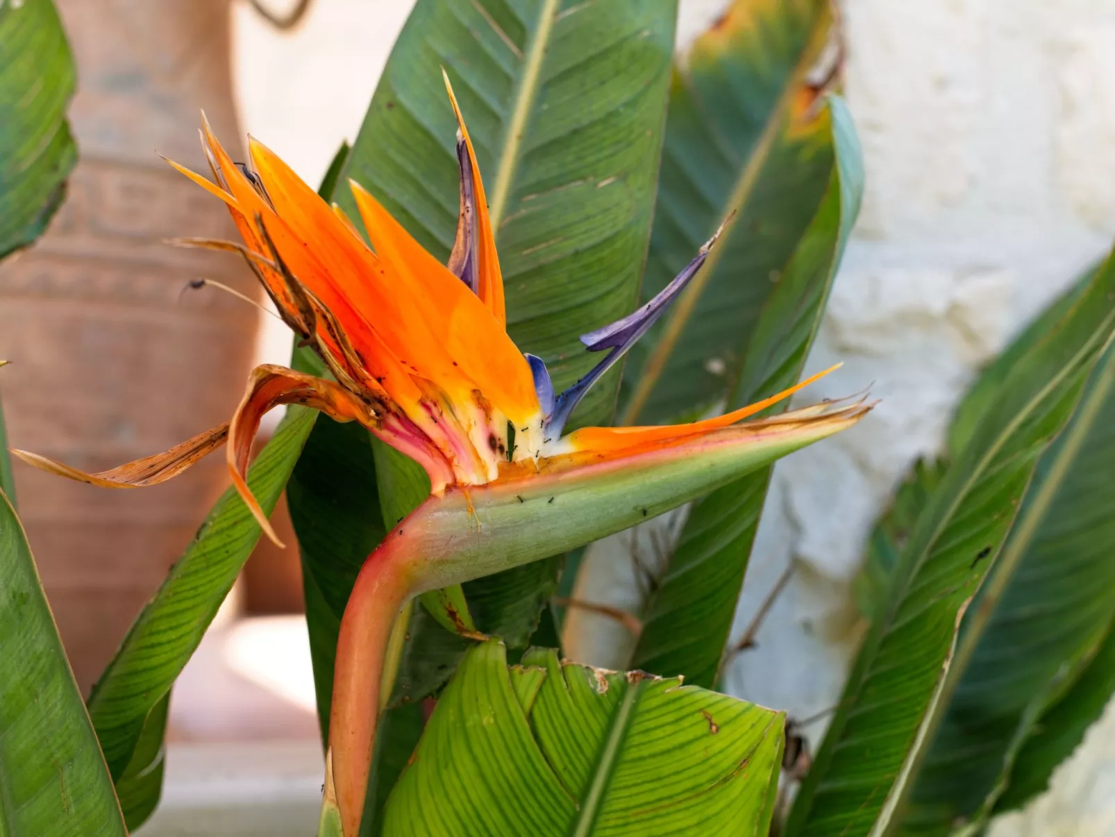 Traditionelle Villa mit privatem Pool-Draußen