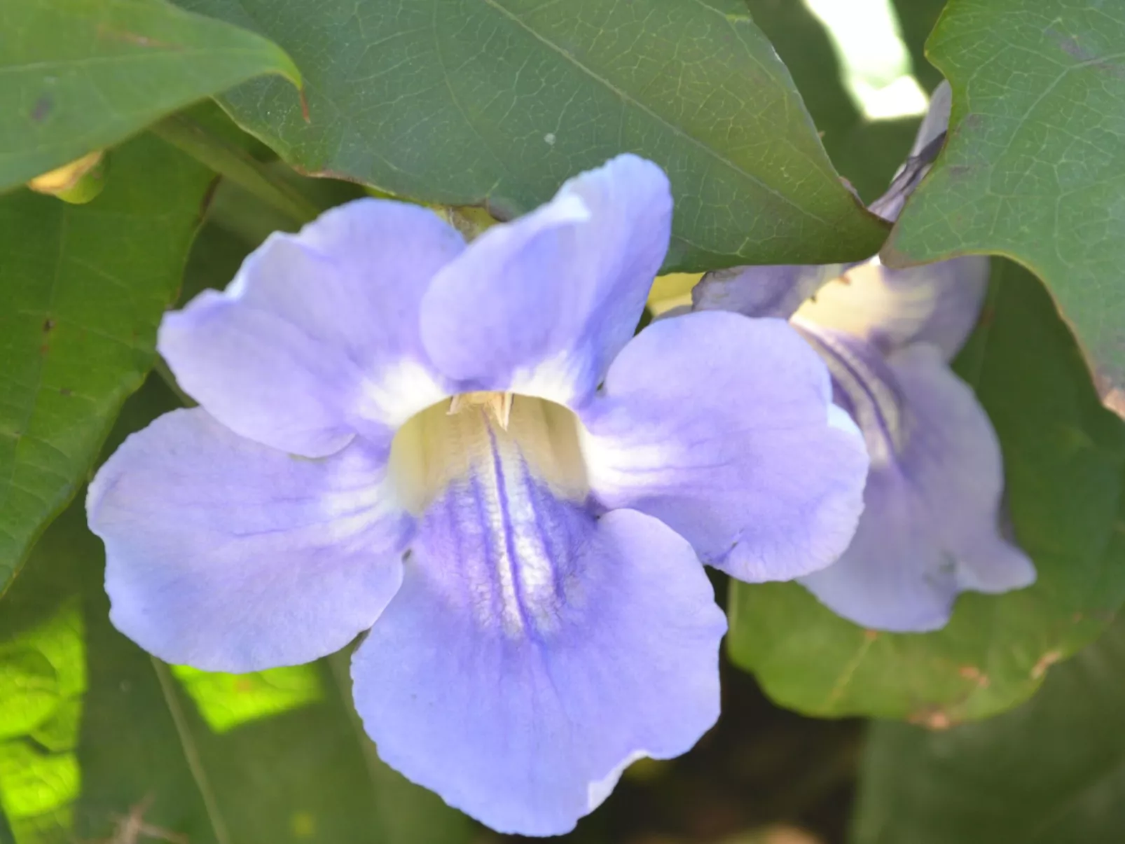 Luxuriöse Privatvilla mit Infinity-Pool-Draußen