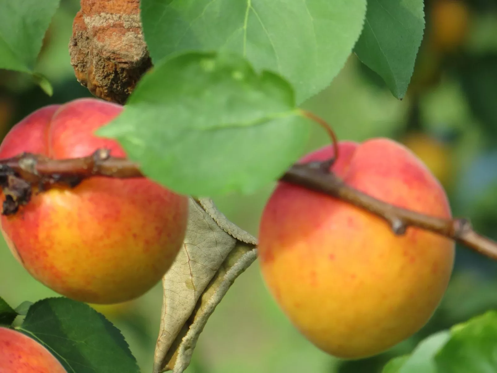Hungarium am Platte-Dehors