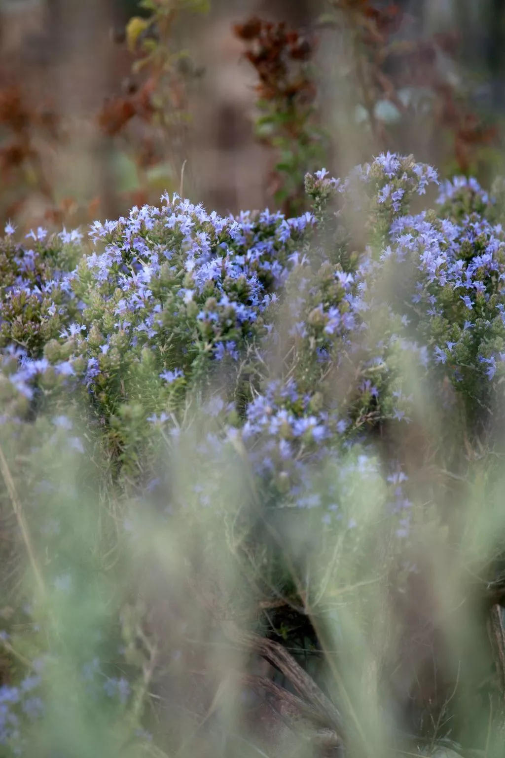 Der Garten von Zephyrus - West-Draußen