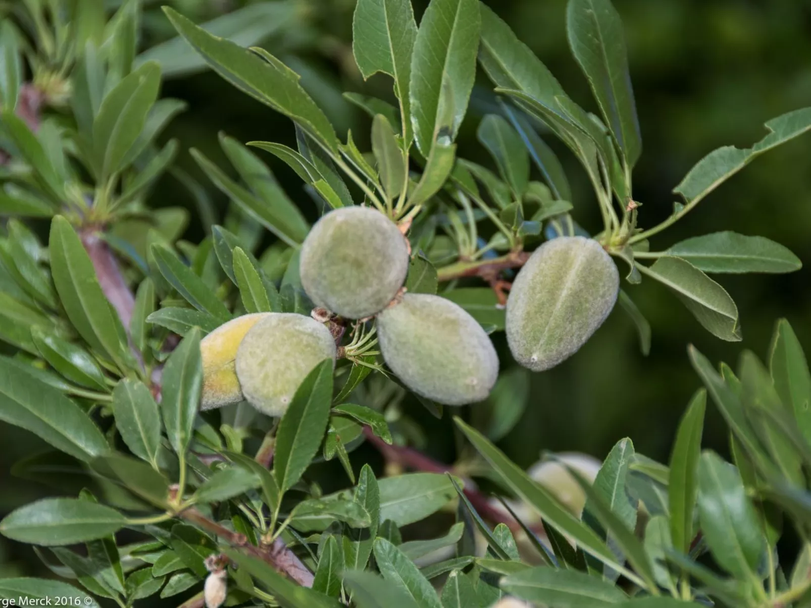 Les amandiers-Image-tags.info
