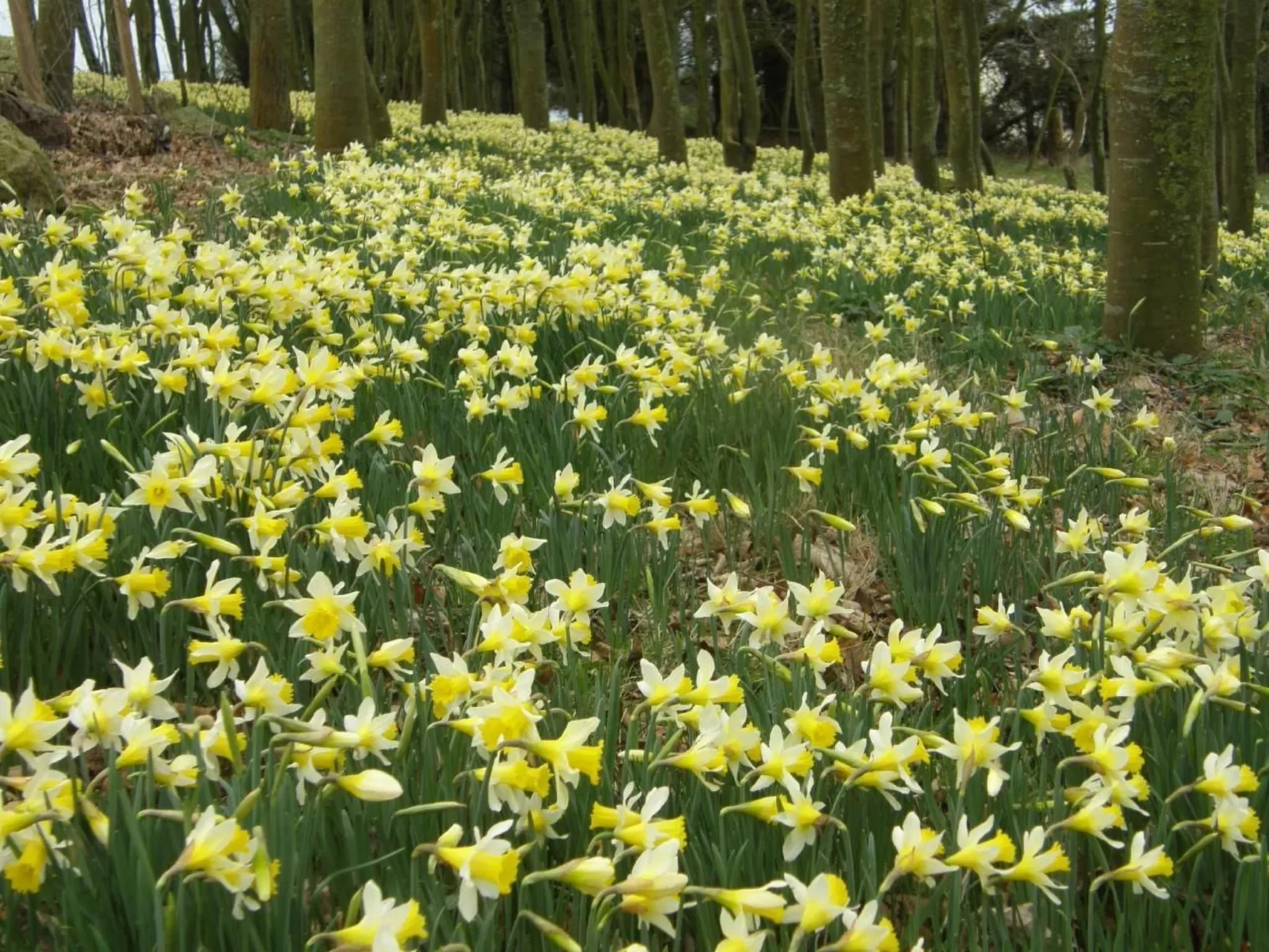 "Tromeal Lasalle" blick auf das Meer. Mit 4 Sternen klassifiziert-Outside